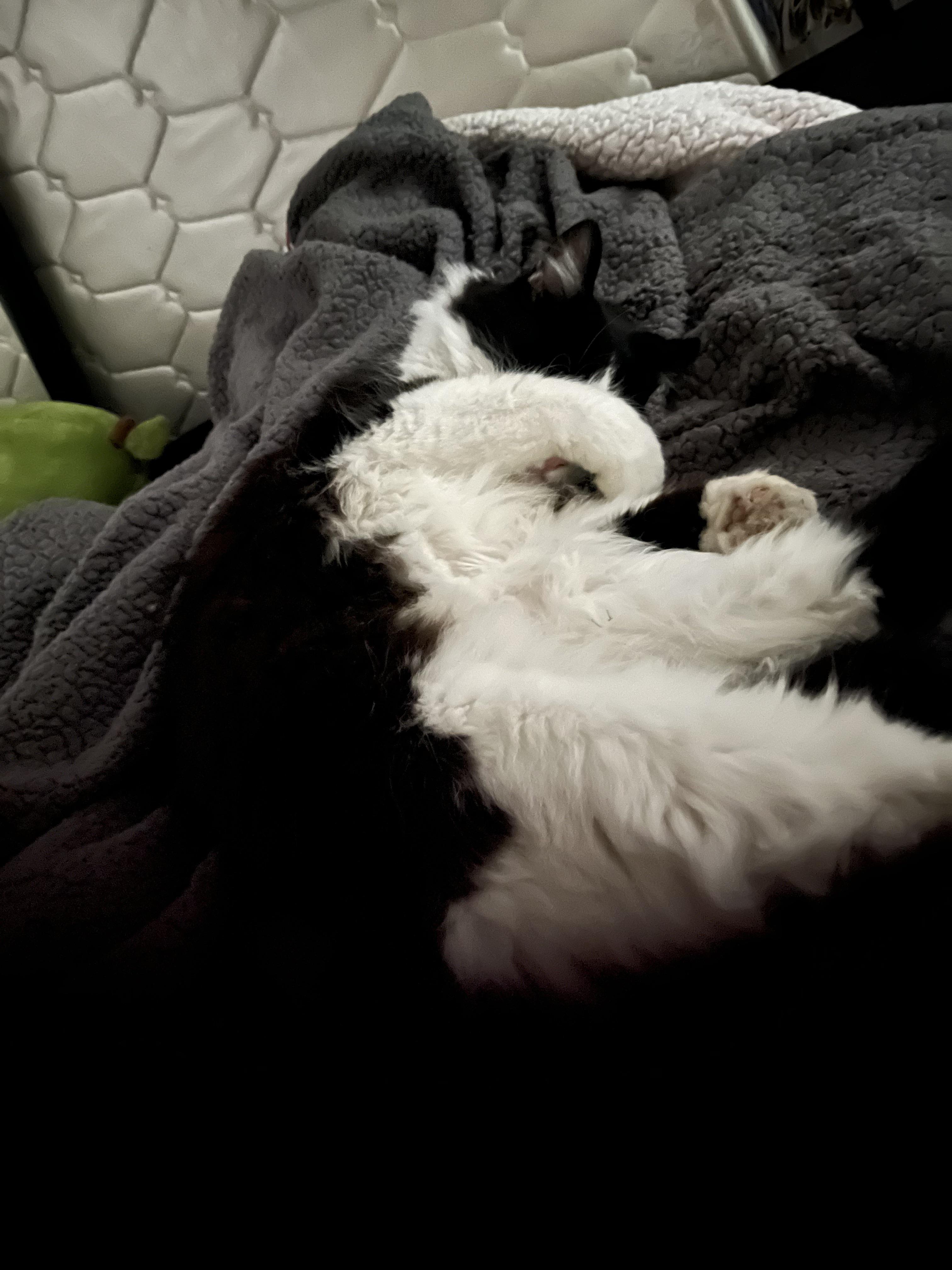 Does anyone have their cat covering their face while sleeping? I find