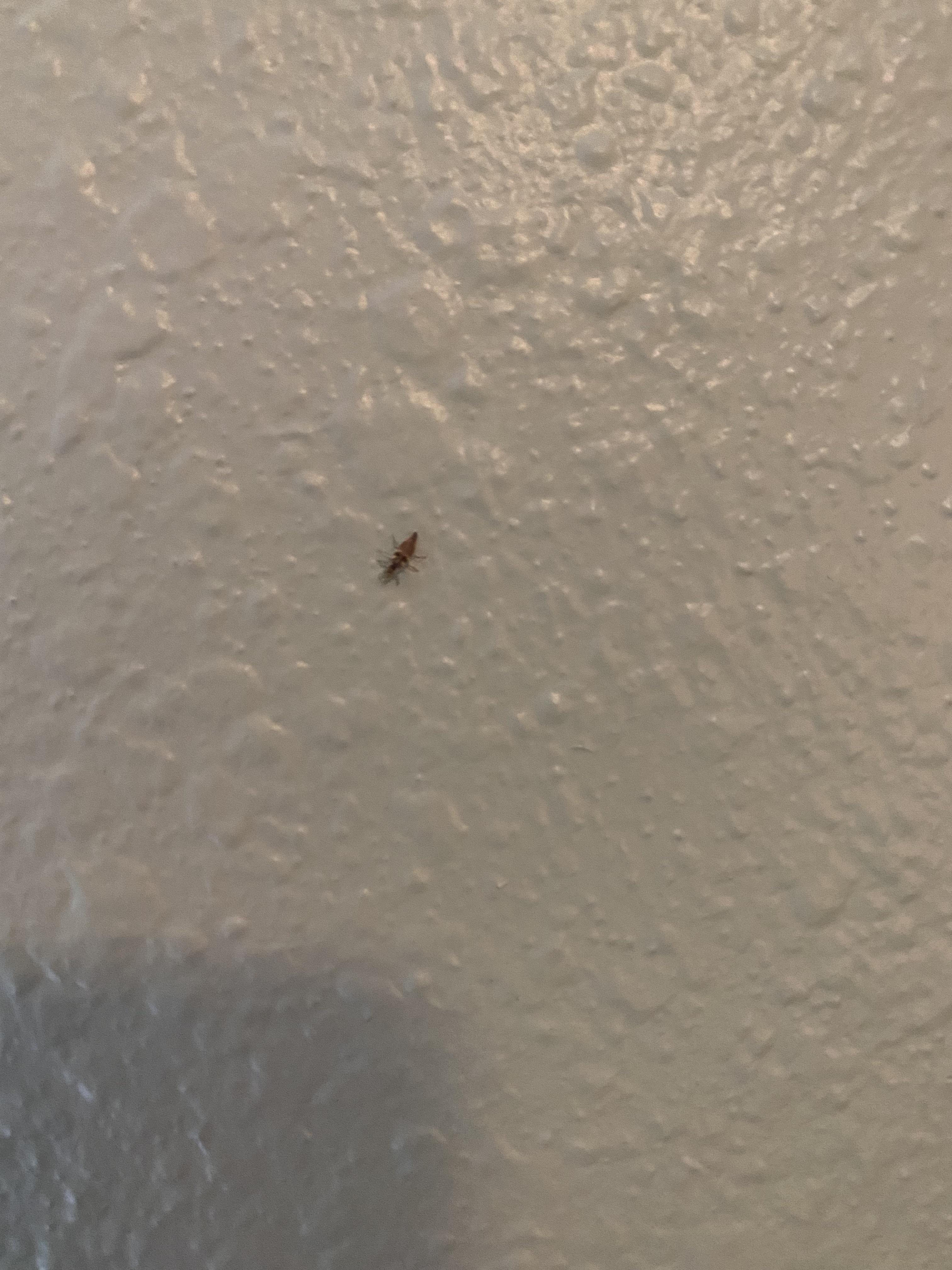 What bug is this? Location Dallas, Texas r/insects