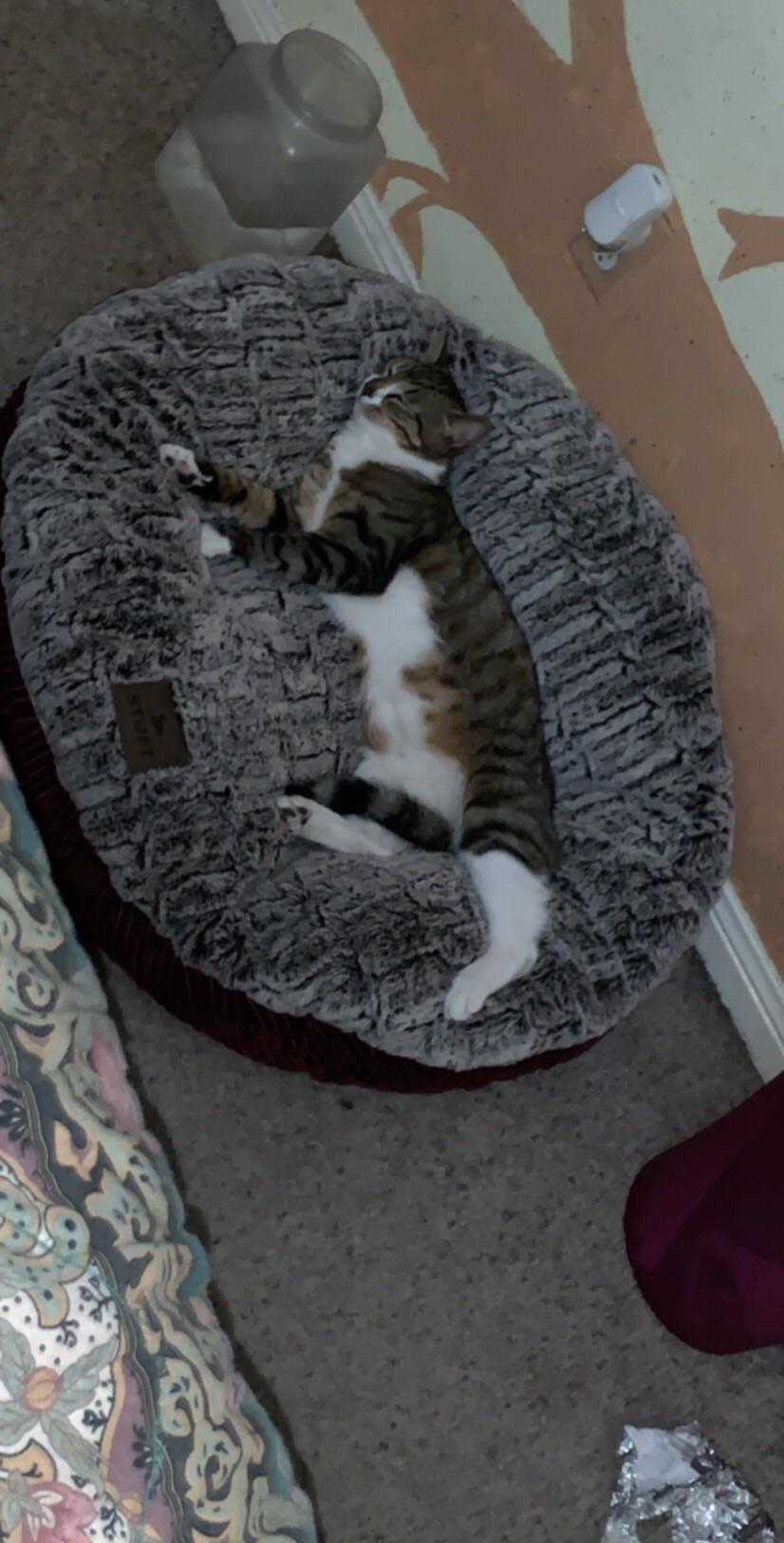 My dog was so happy with his new bed, until... r/AnimalsBeingJerks