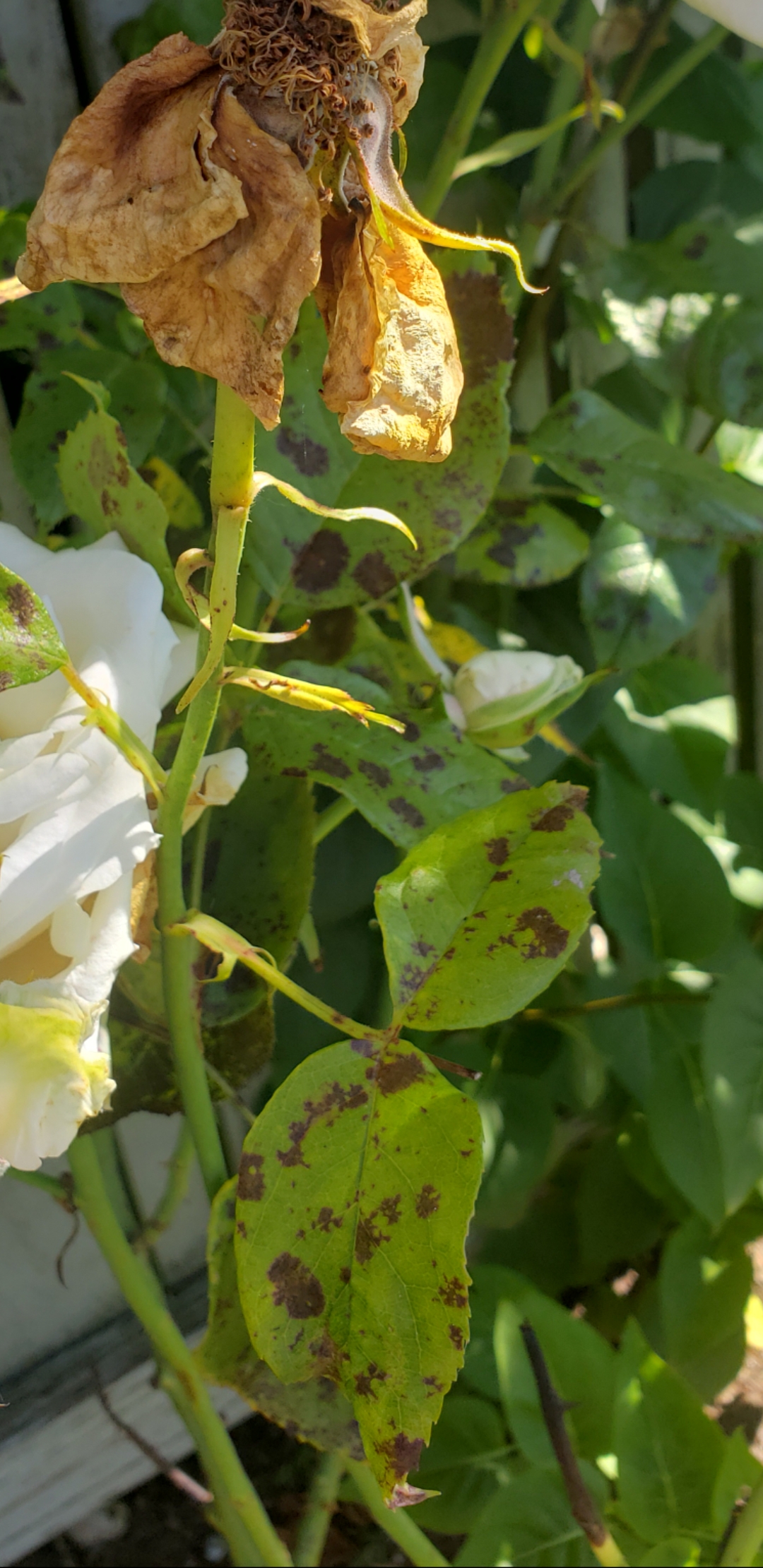 What are these spots on my rosebush leaves? r/Roses