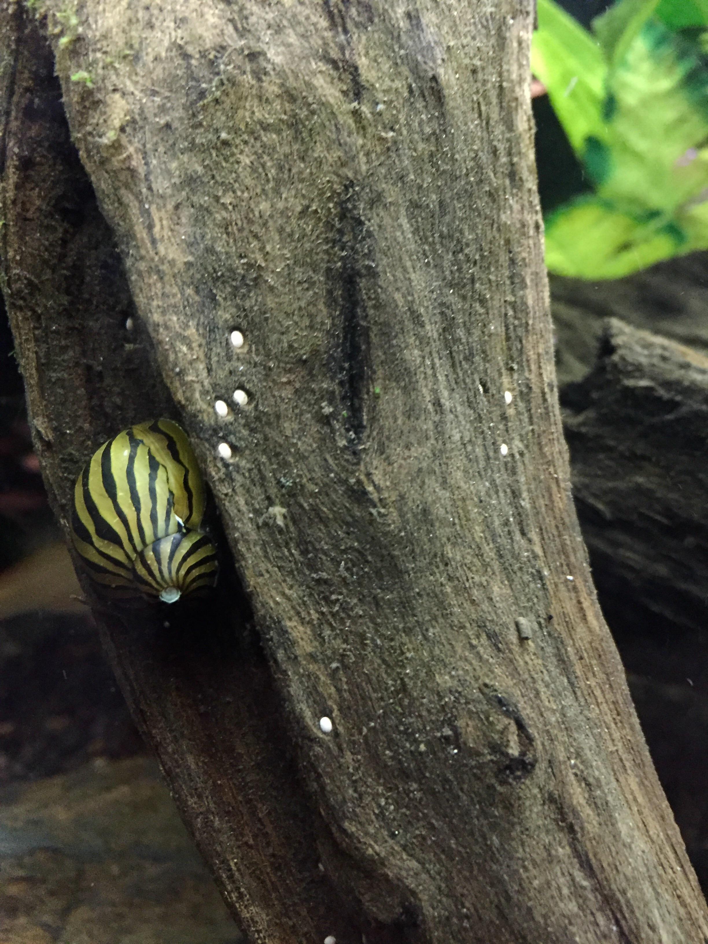 What are these White Dots on my Driftwood? r/Aquariums
