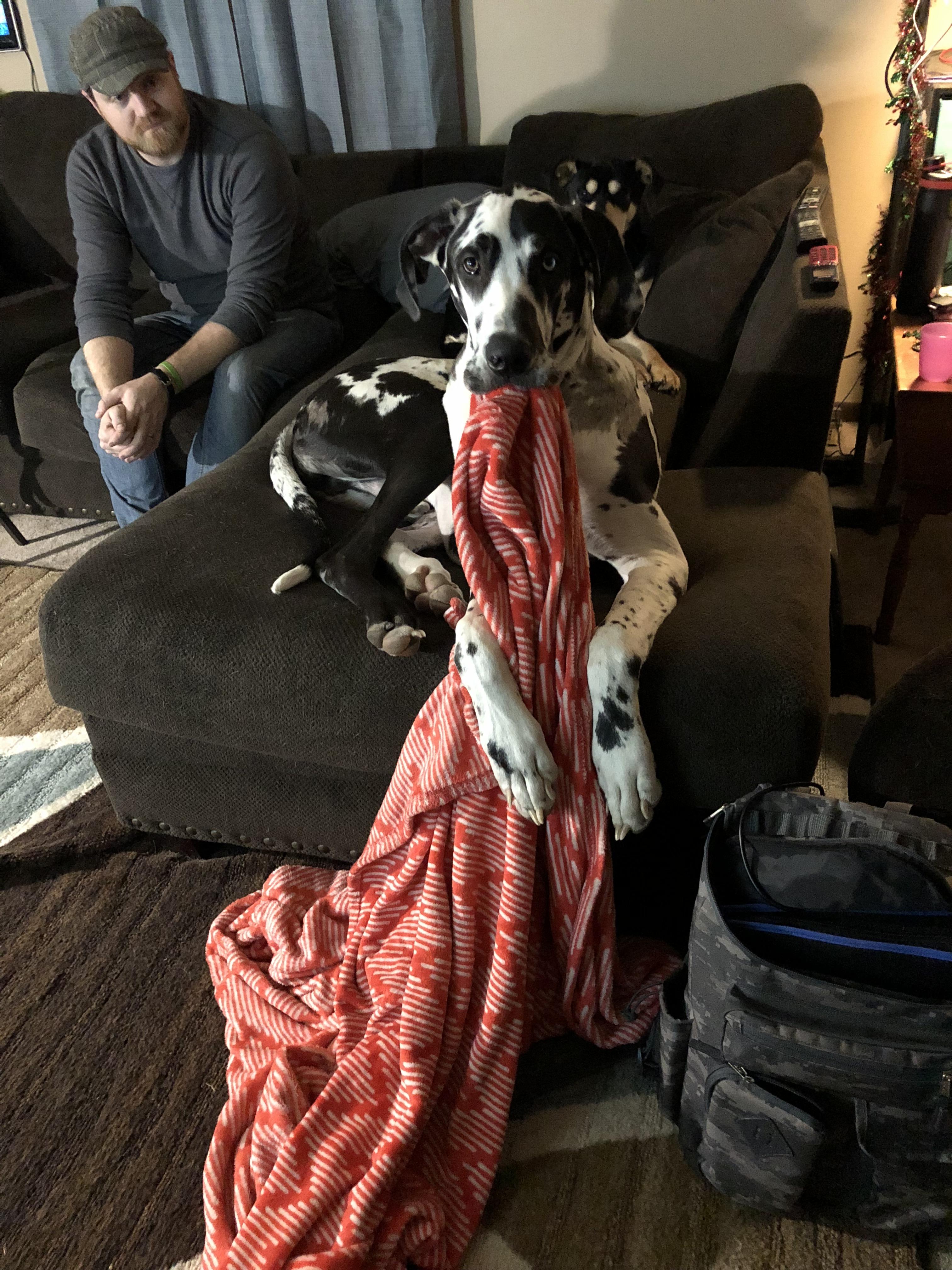 He sure loves this blanket r/greatdanes