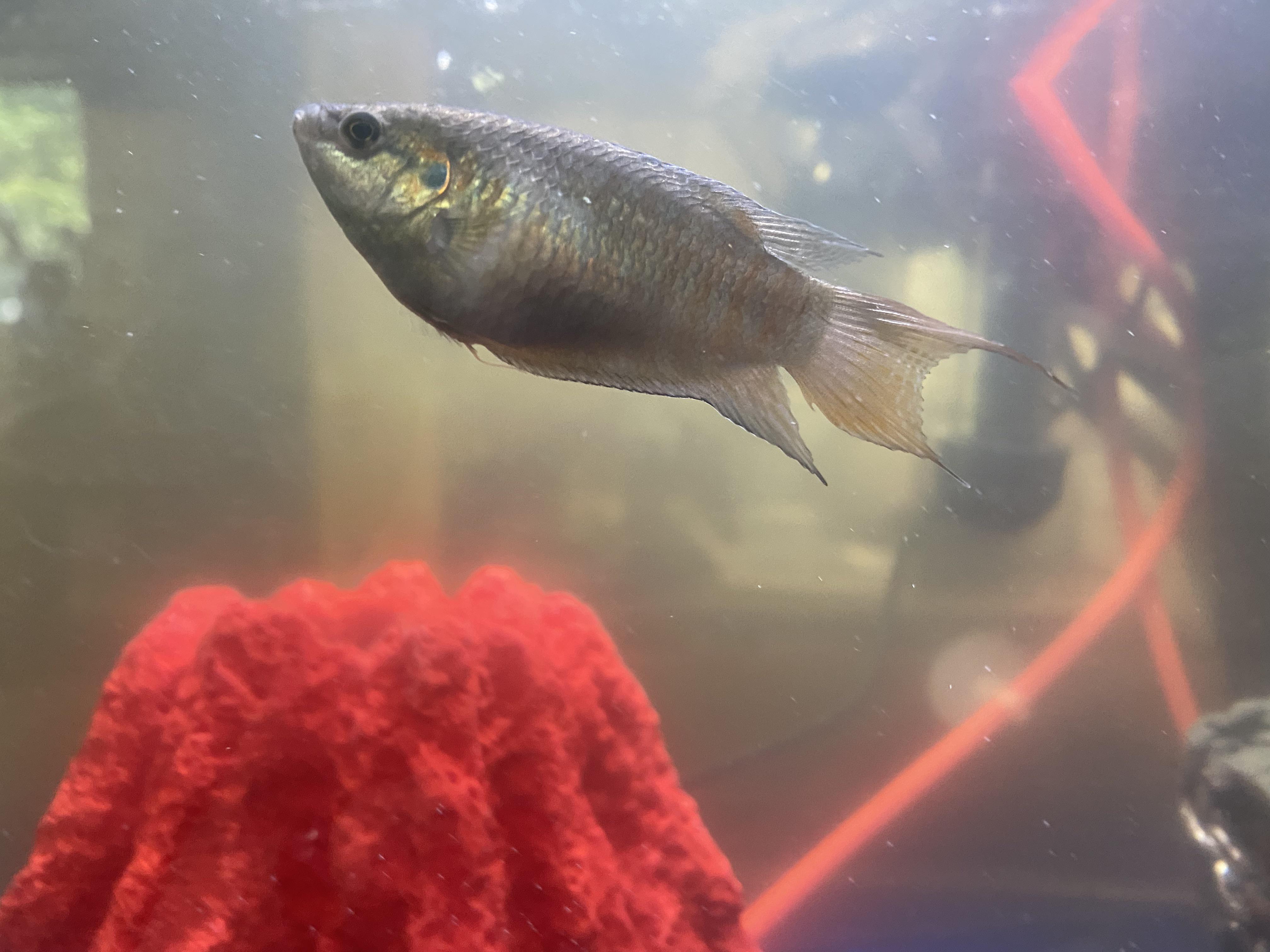 My paradise fish killed all its tank mates within a month of being in