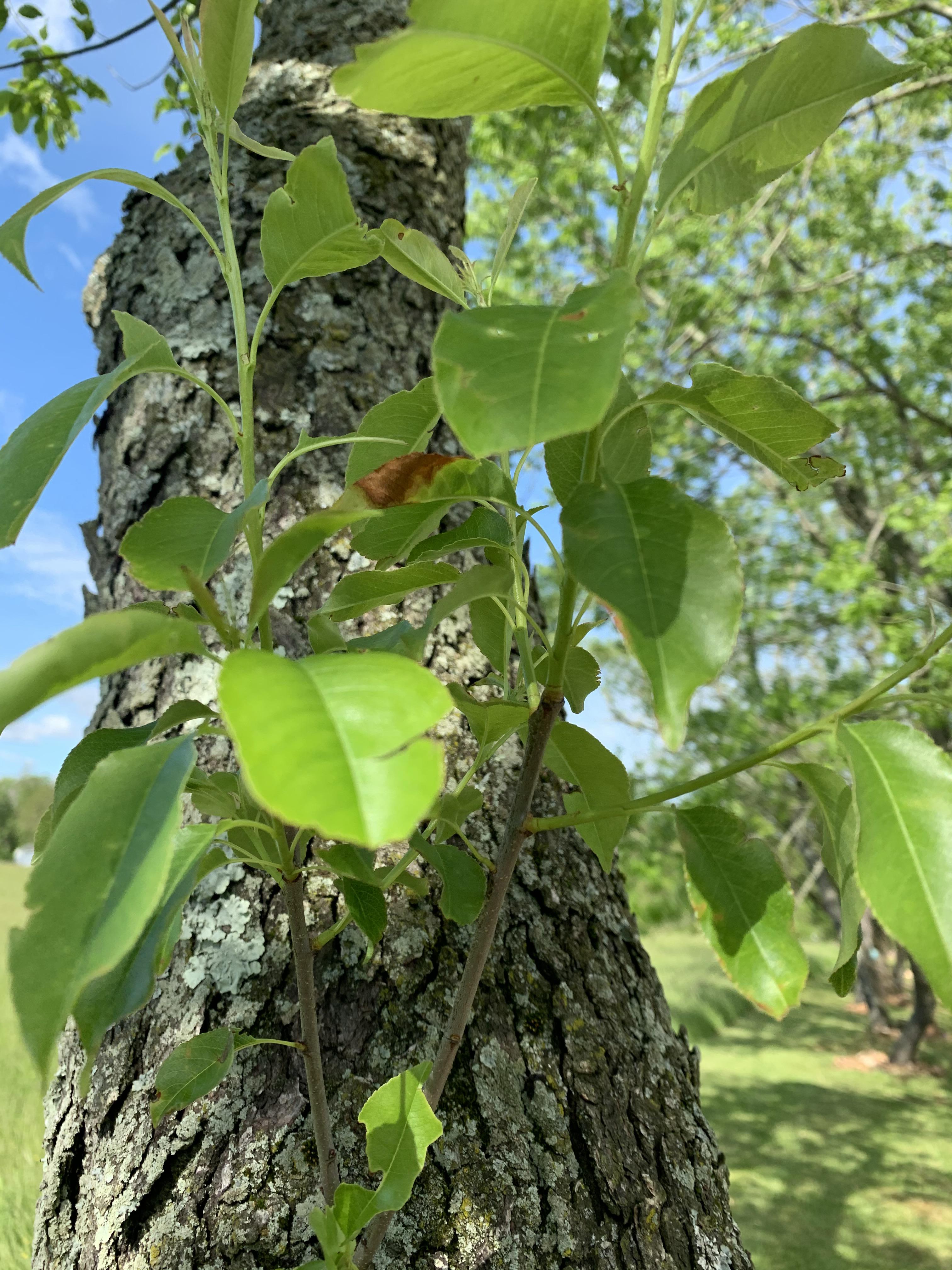 Maryland tree appreciate the help! r/treeidentification