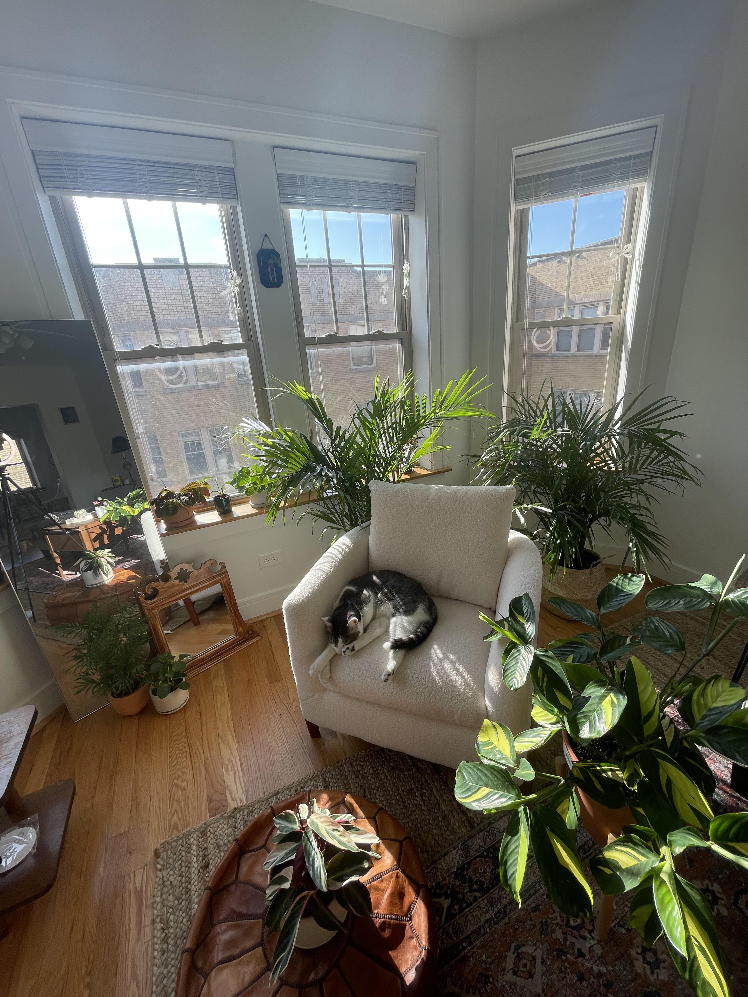 My indoor garden/living room r/CozyPlaces