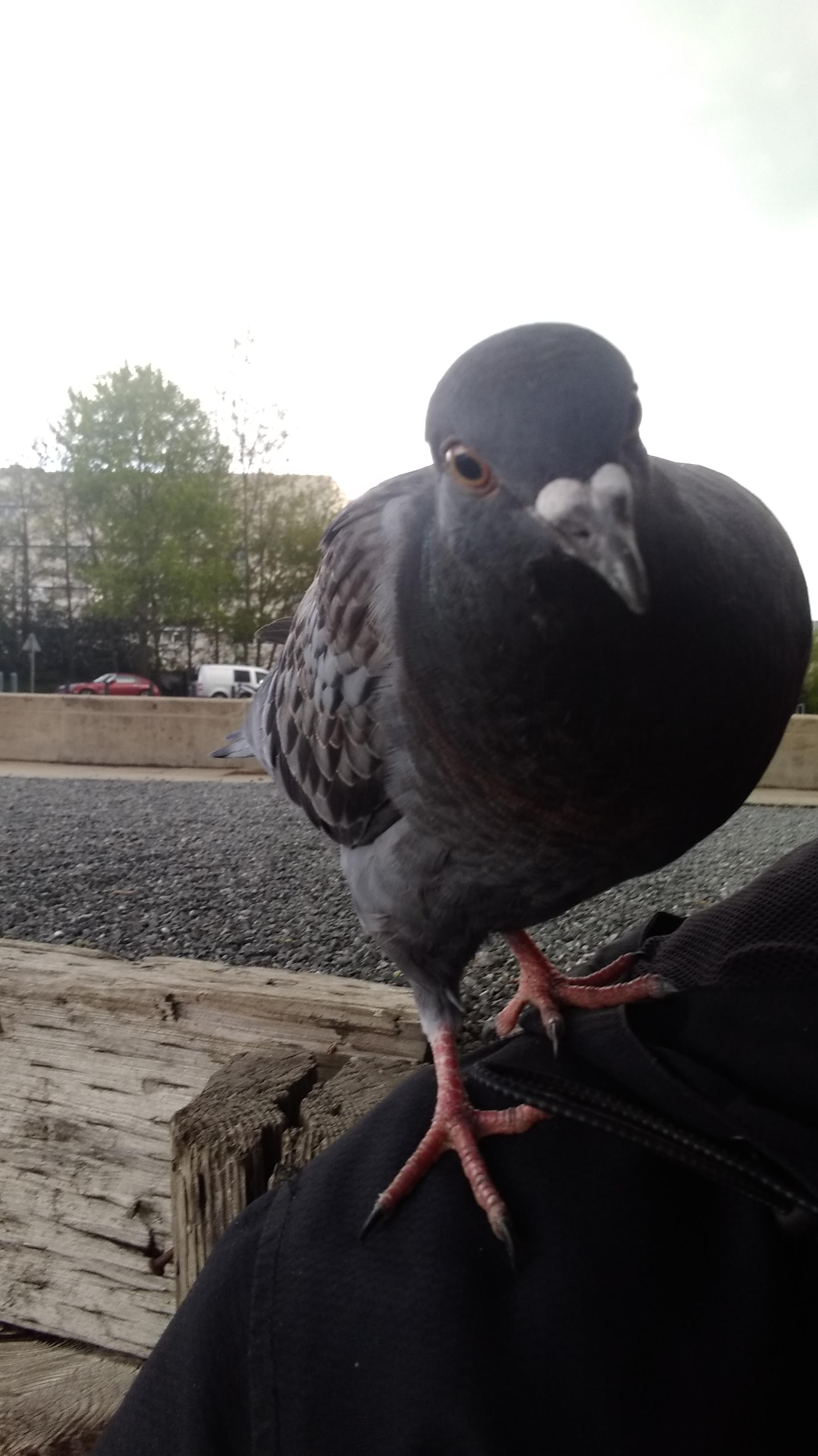 As someone with Autism, birds/animals help me cope, so I often spend a couple hours each day