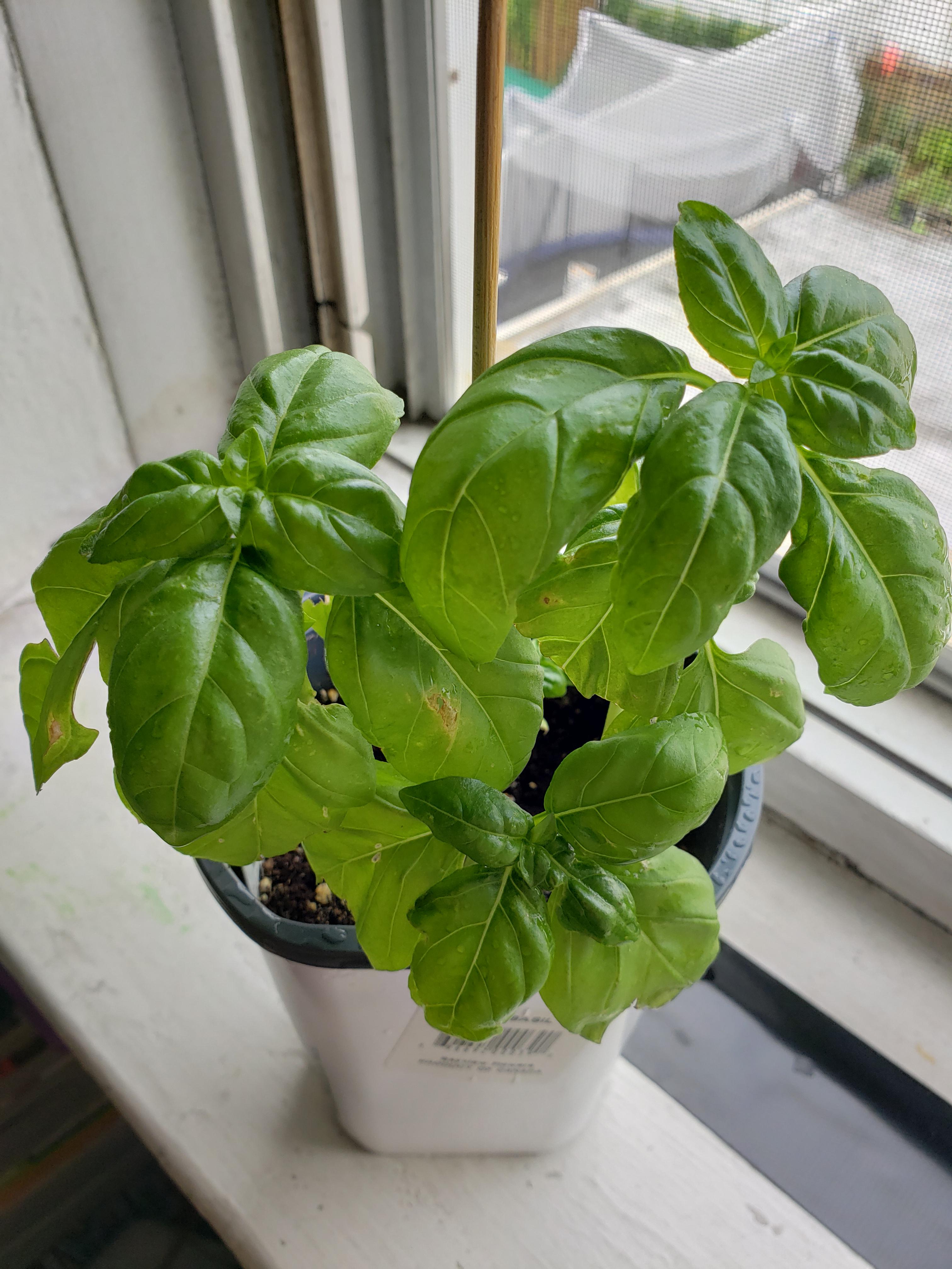 Bought a nearly dead basil plant from my local grocery store a few
