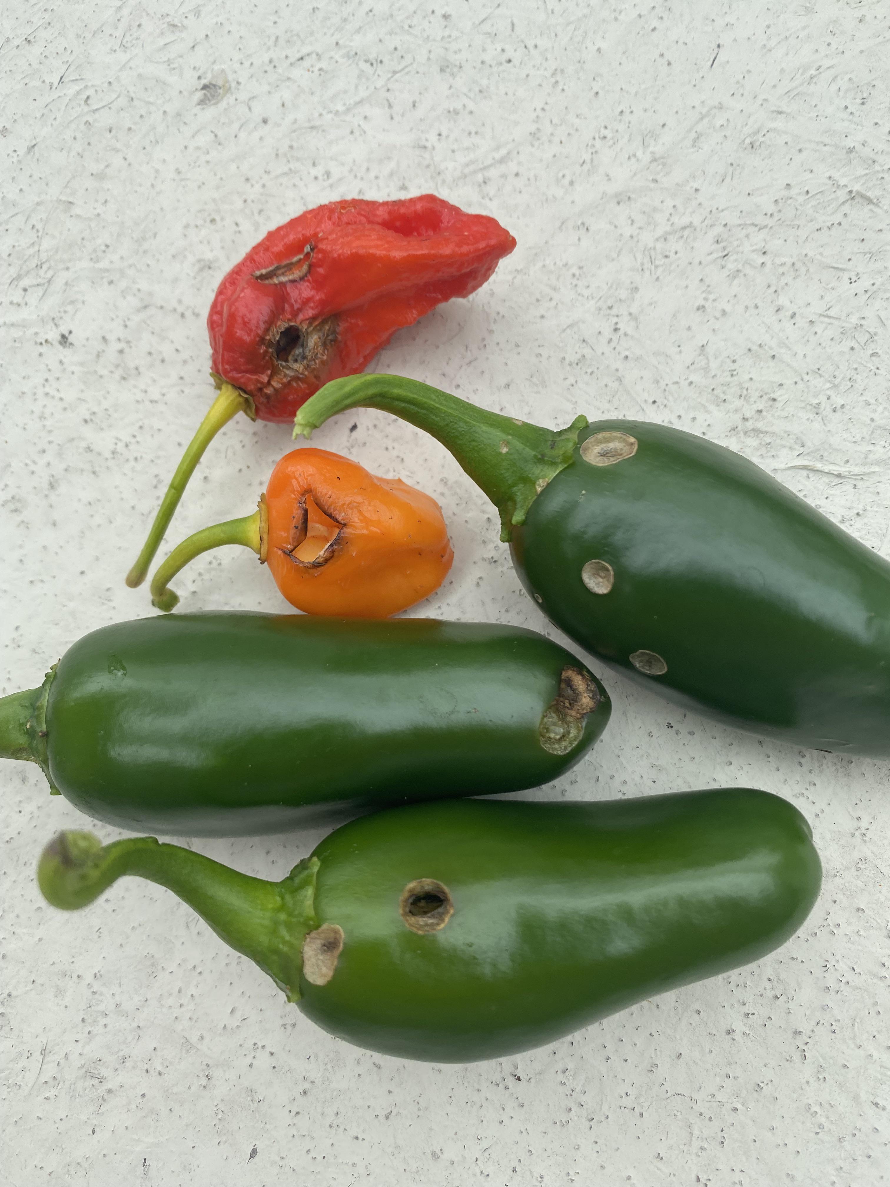 What’s eating these perfect holes in my peppers? r/gardening