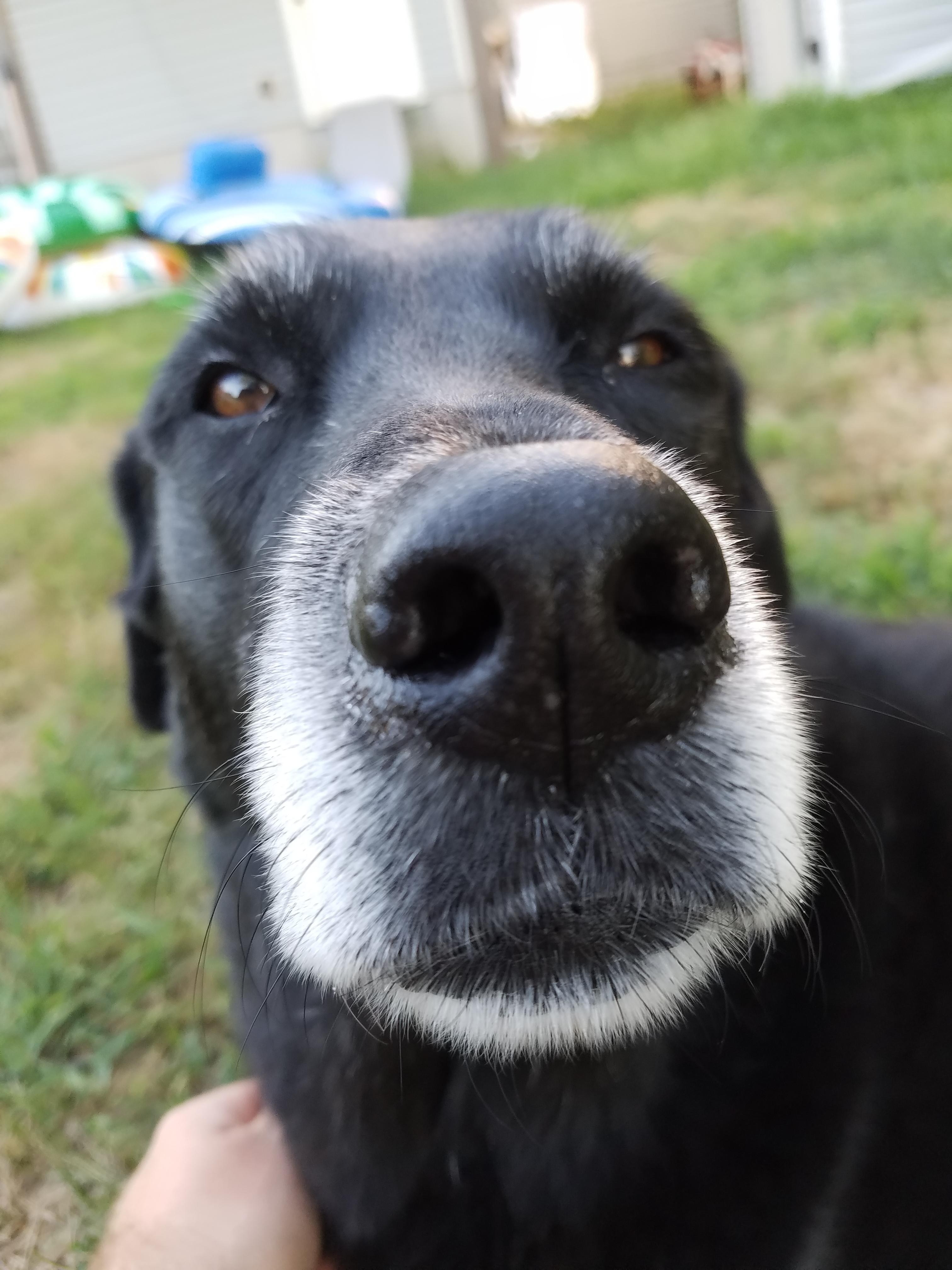 Black Lab Siberian Husky Mix