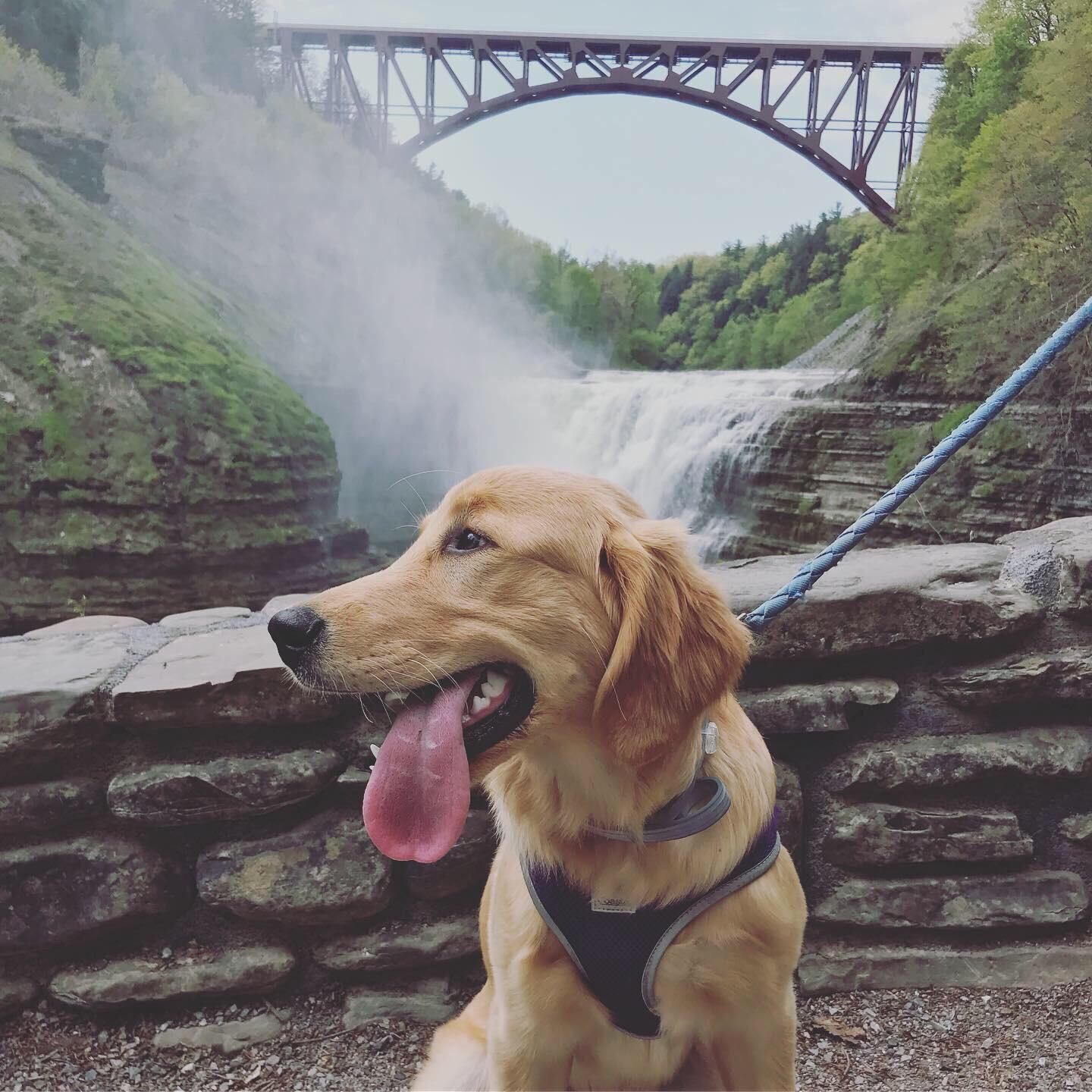 Had fun hiking at Letchworth State Park! r/goldenretrievers
