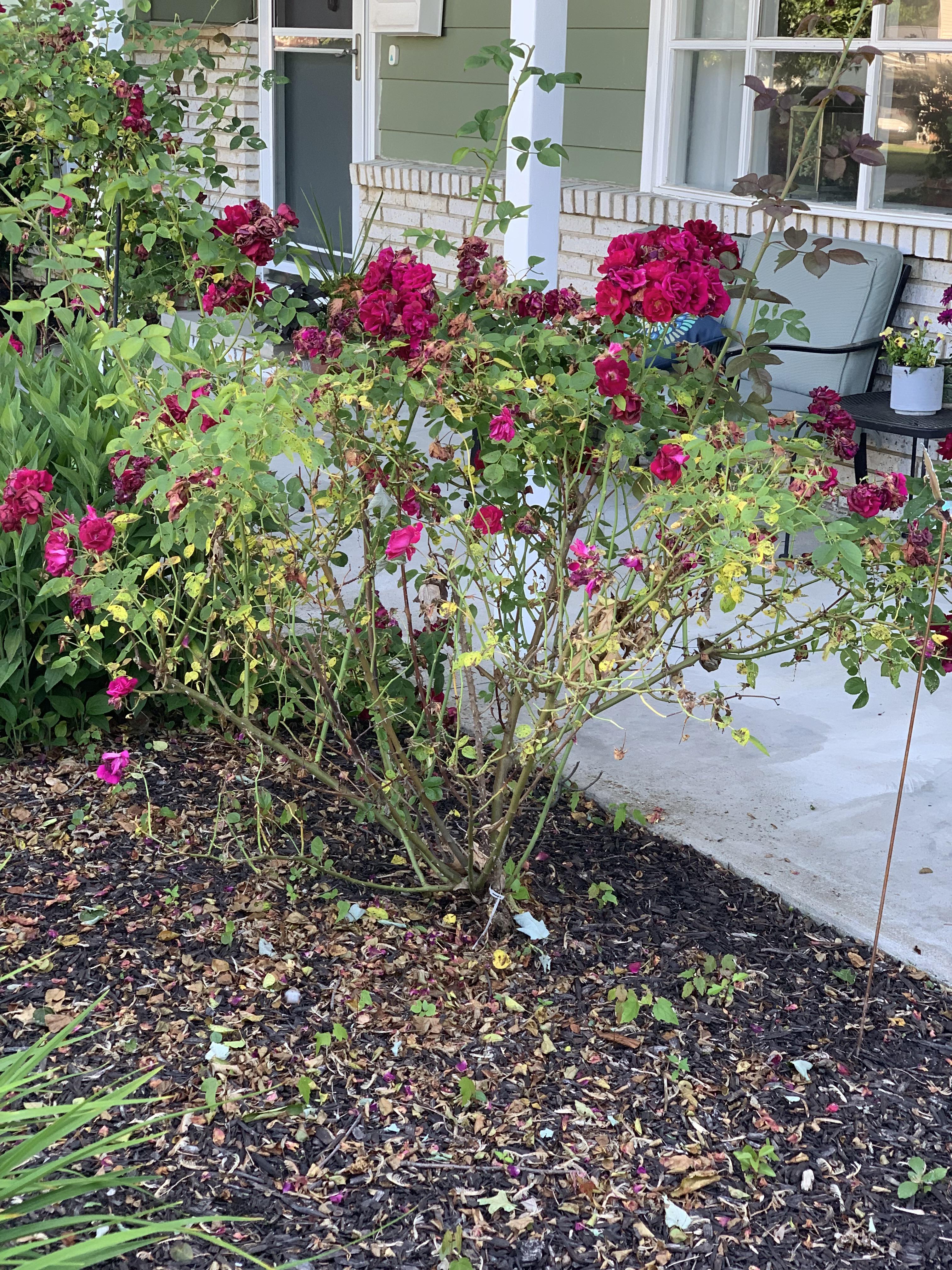 Is my rose diseased? Can I help? r/Roses