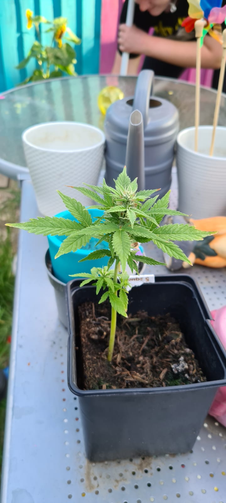 First time grower here, banana blaze auto, just a basic grow, sunlight