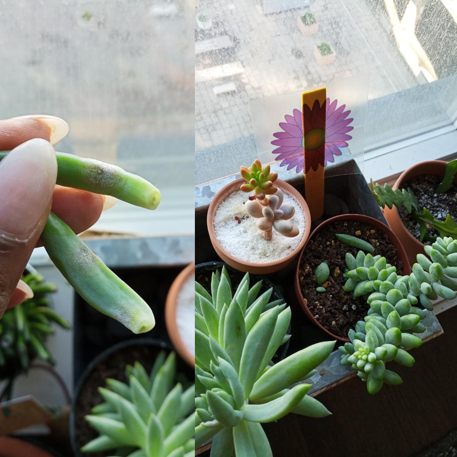 My succulent is growing mold on a few leaves. Help, please. Details in