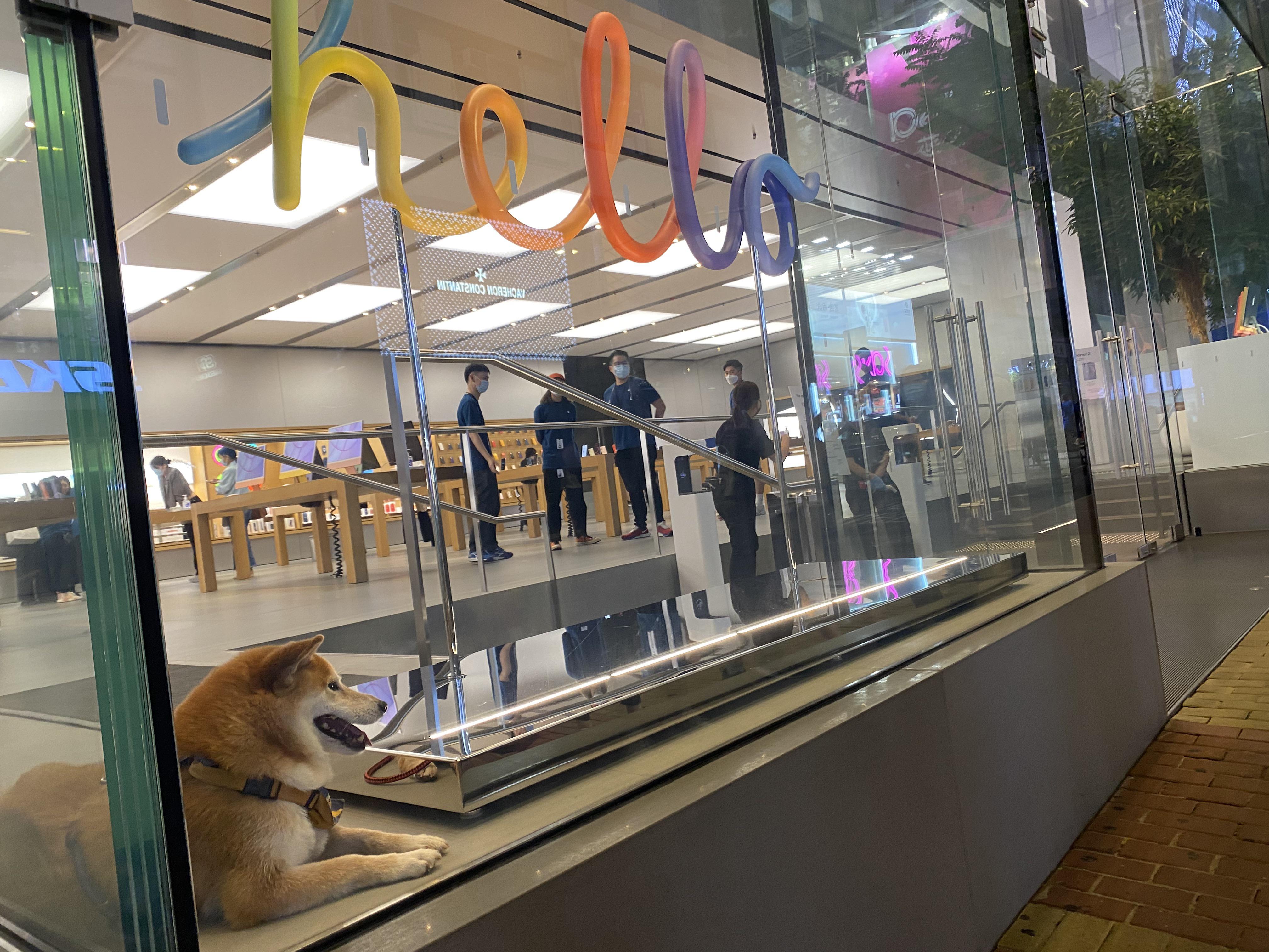 Say hello to the apple display dog! r/aww