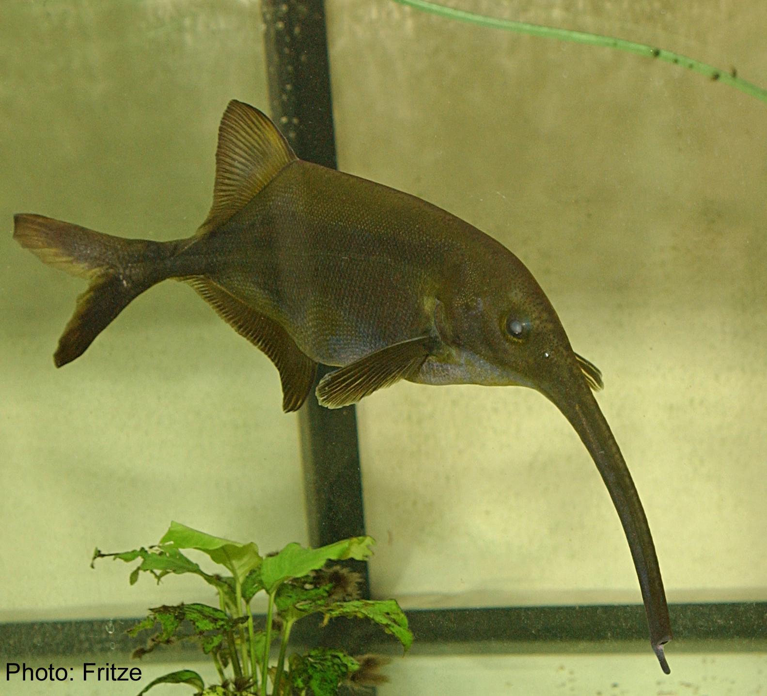 Elephantfish (Campylomormyrus sp.) r/AIDKE