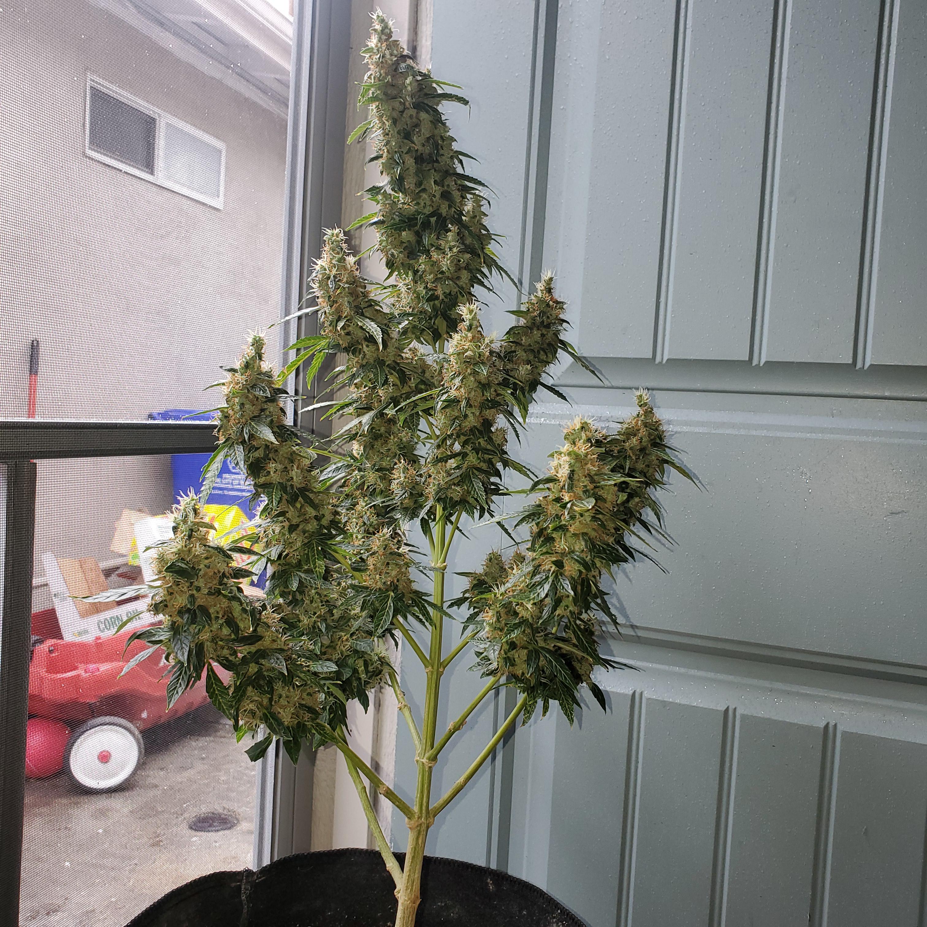 Northern lights auto from seedsman 3 months 1 week starting the 2 week