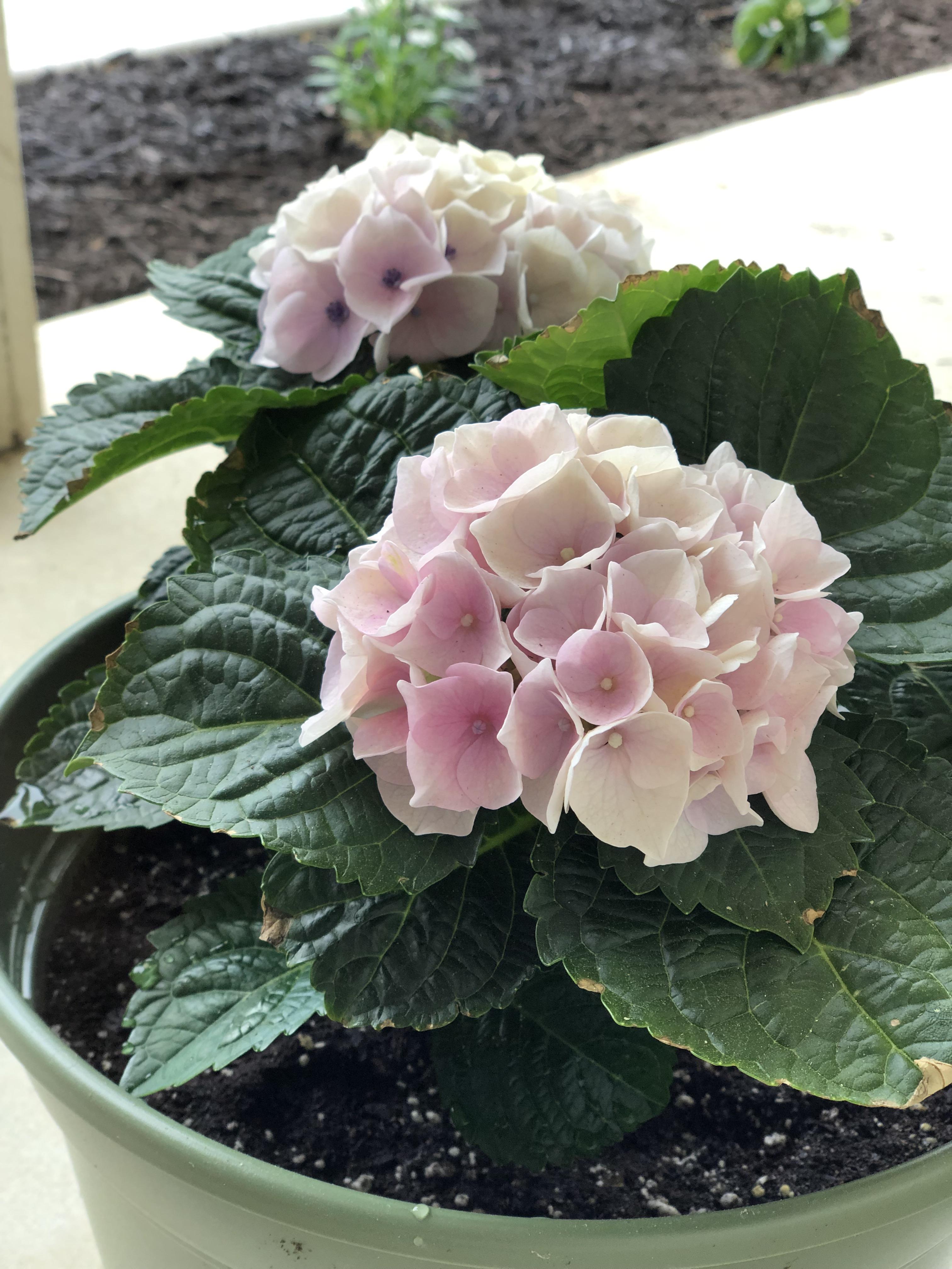 Repotted some Valentine’s hydrangeas and they are turning pink! r