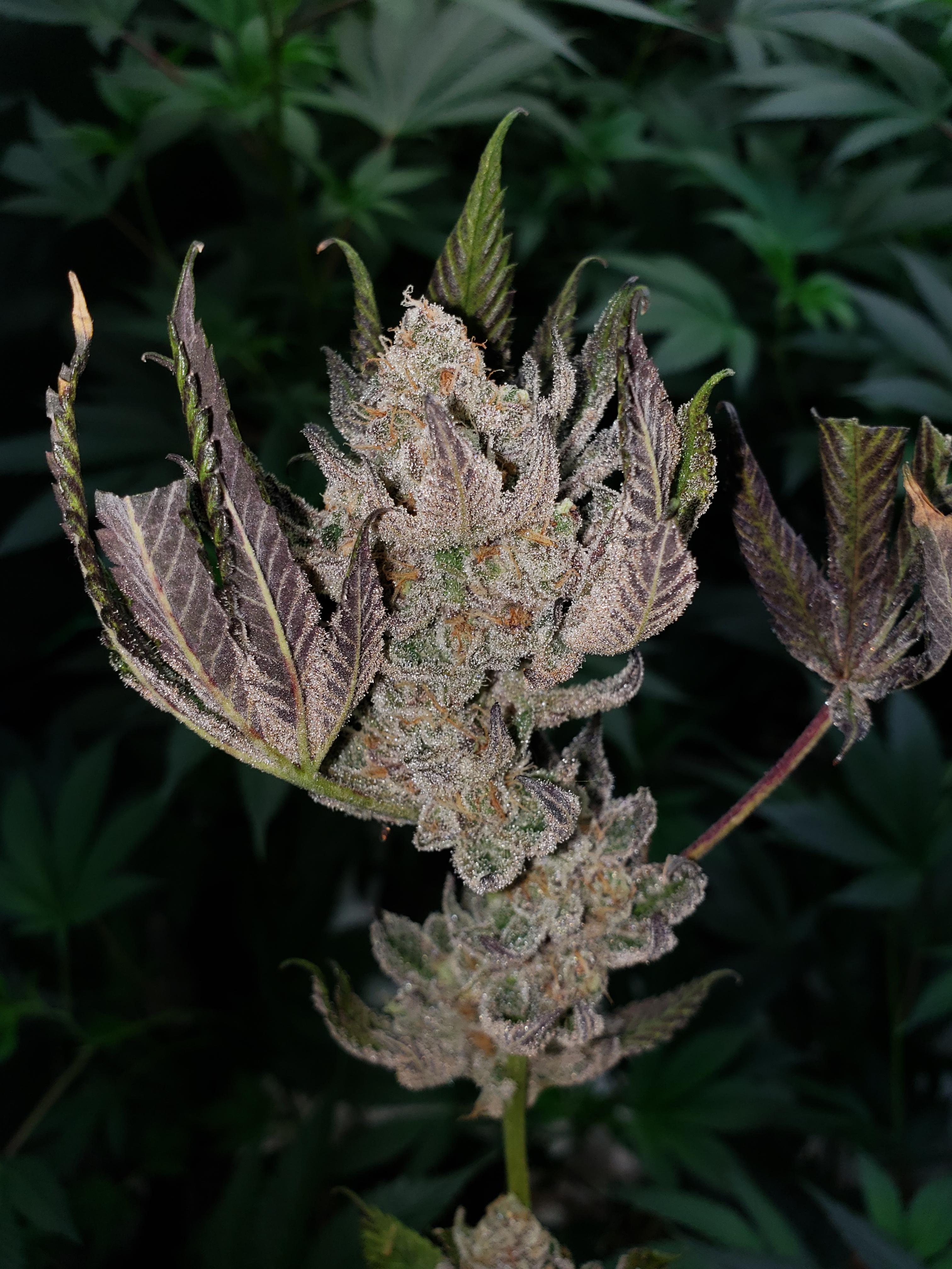 Garlic Breath (GMO x Mendobreath) r/GrowingMarijuana