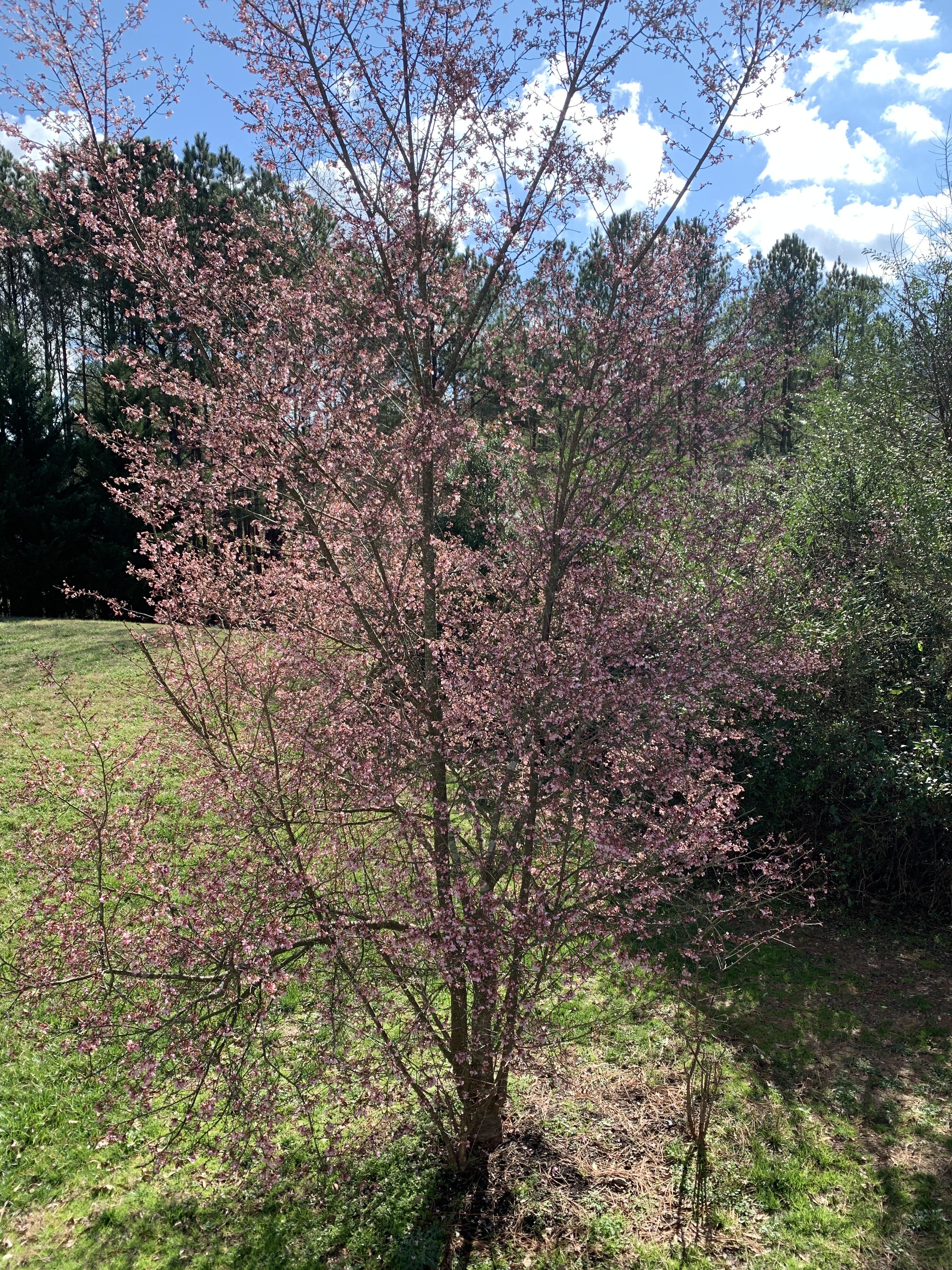 Pink flowers blooming in January in North Carolina. r/whatsthisplant