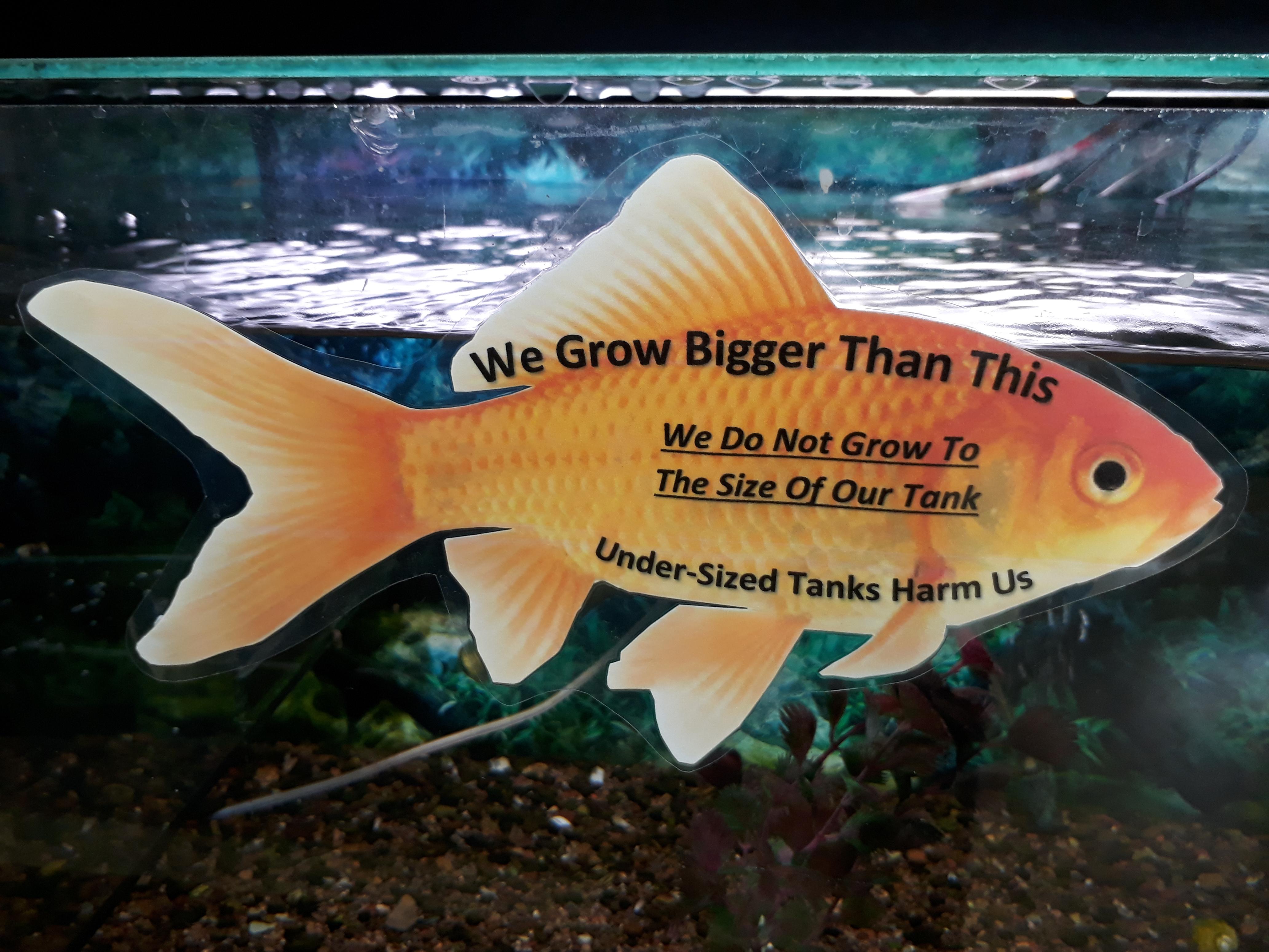 This sign on the goldfish tank at my LFS r/Aquariums