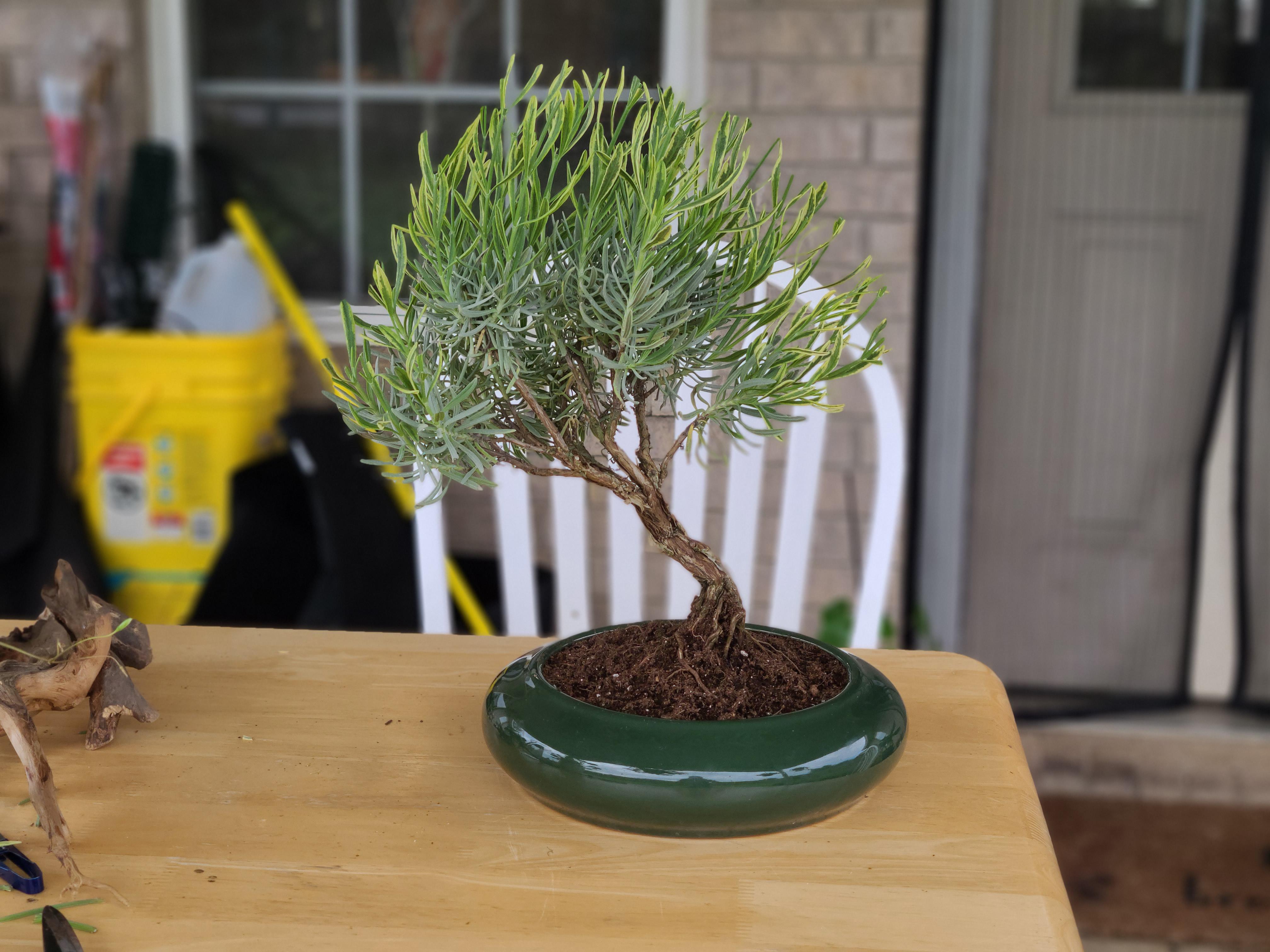 My attempt at an English Lavender bonsai (lavandula angustifolia