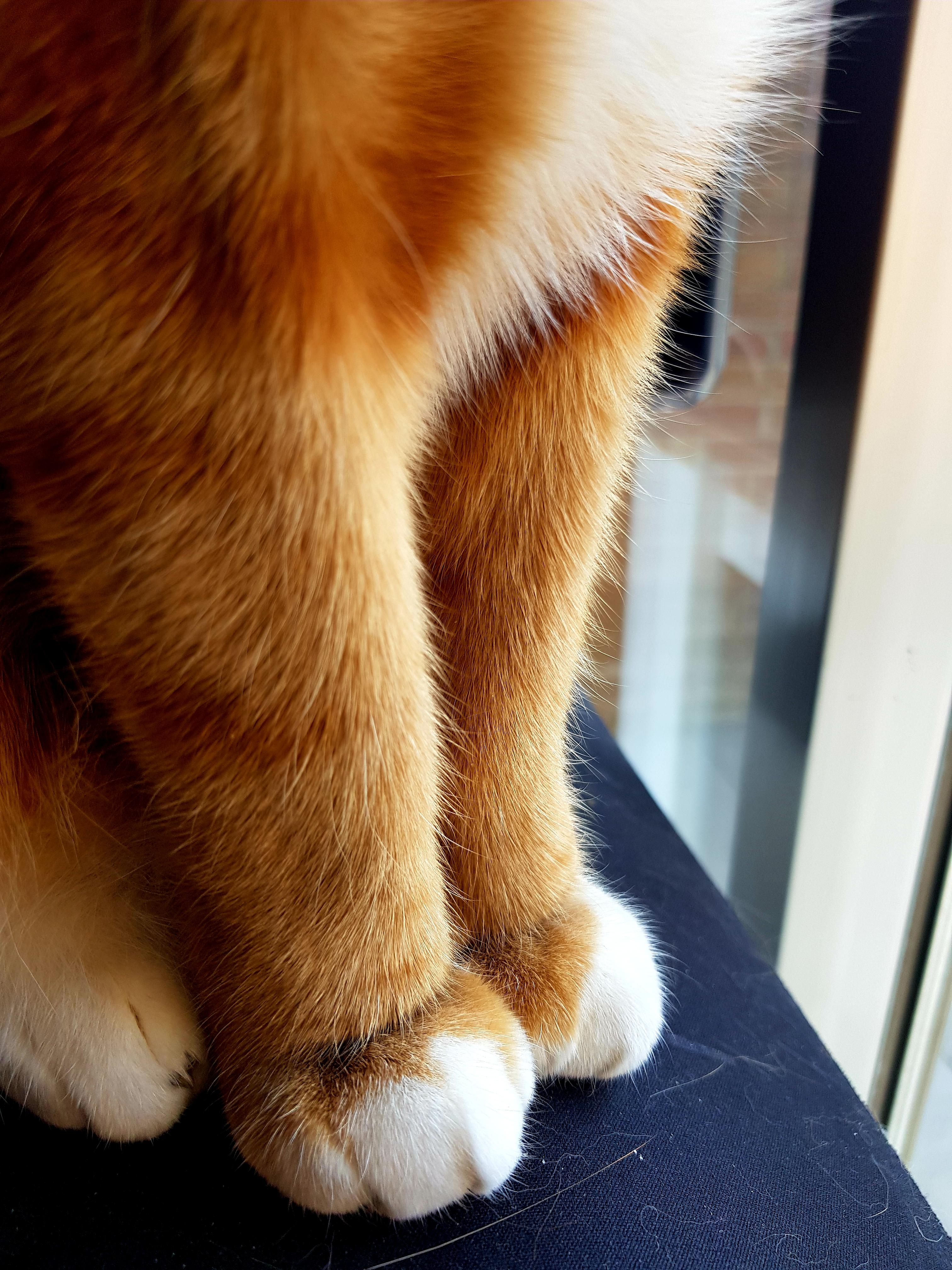 My kitty has the cutest paws! r/cats