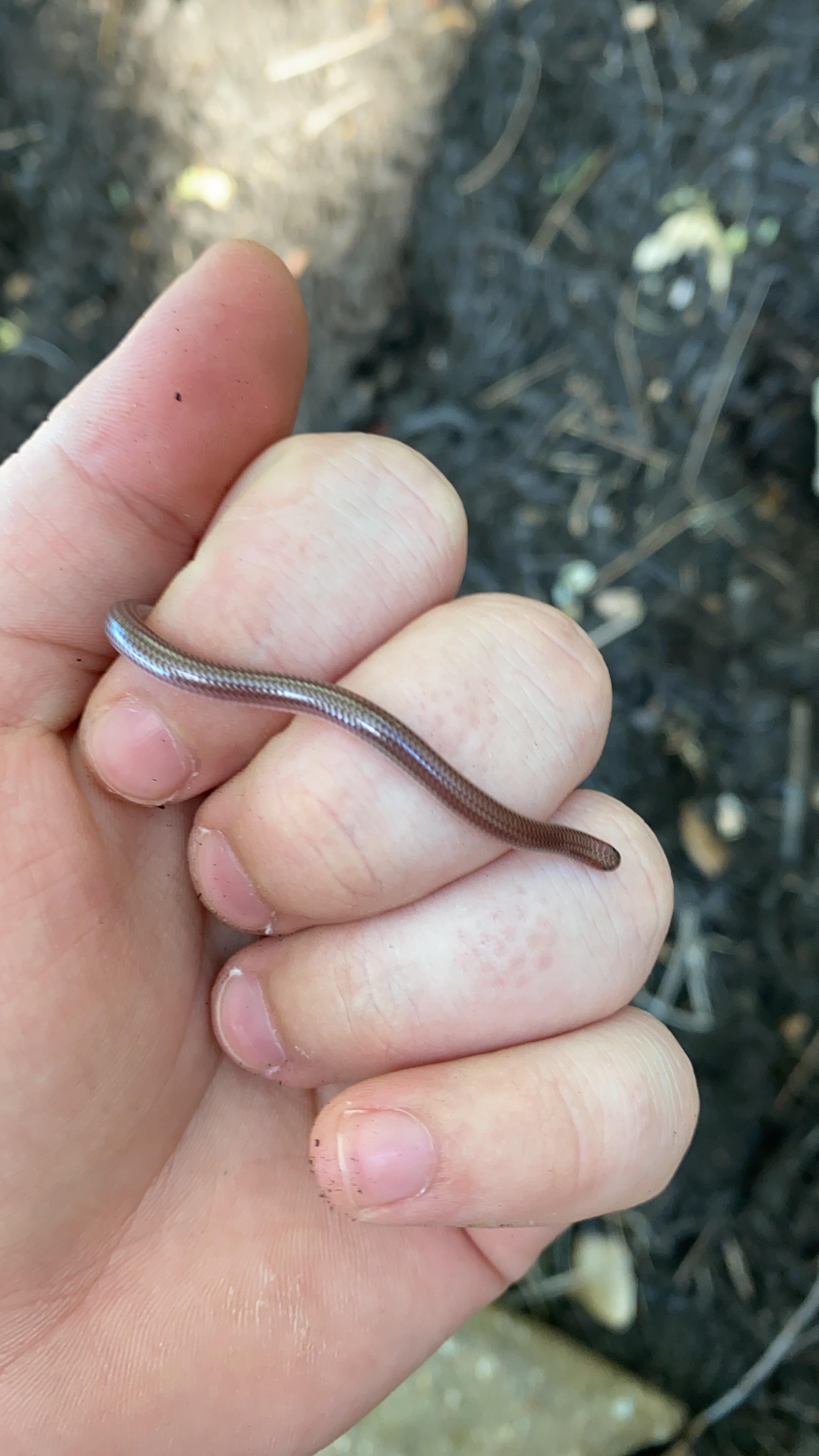 Found a Texas Blind Snake in my backyard! These guys are easily