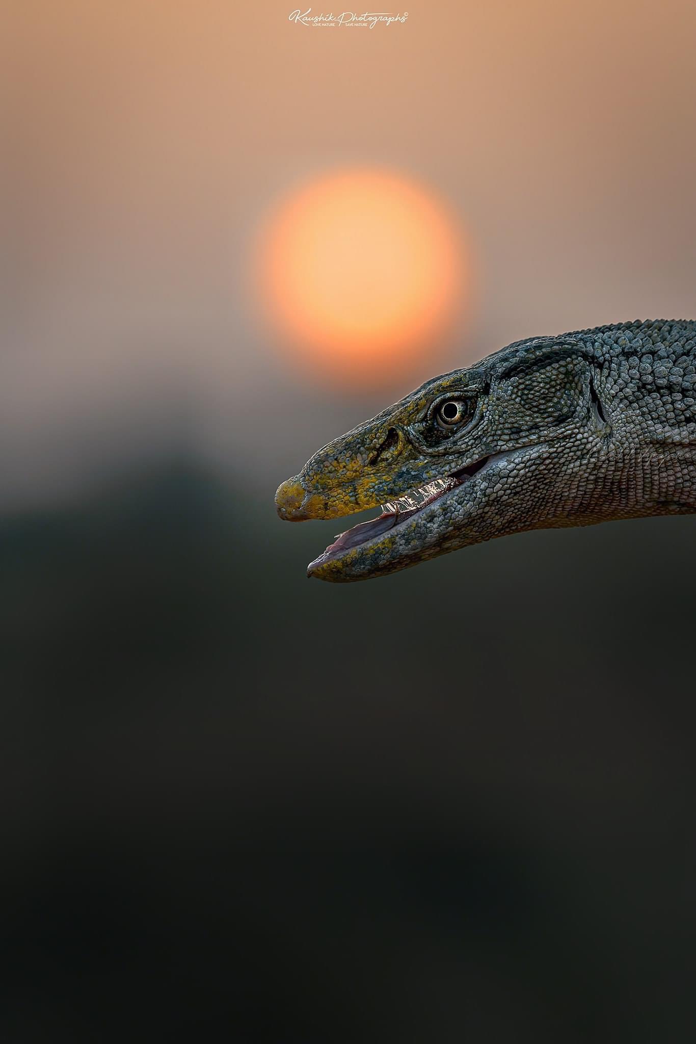 A monitor lizard in India bringing the dinosaur vibes. r/pathoftitans
