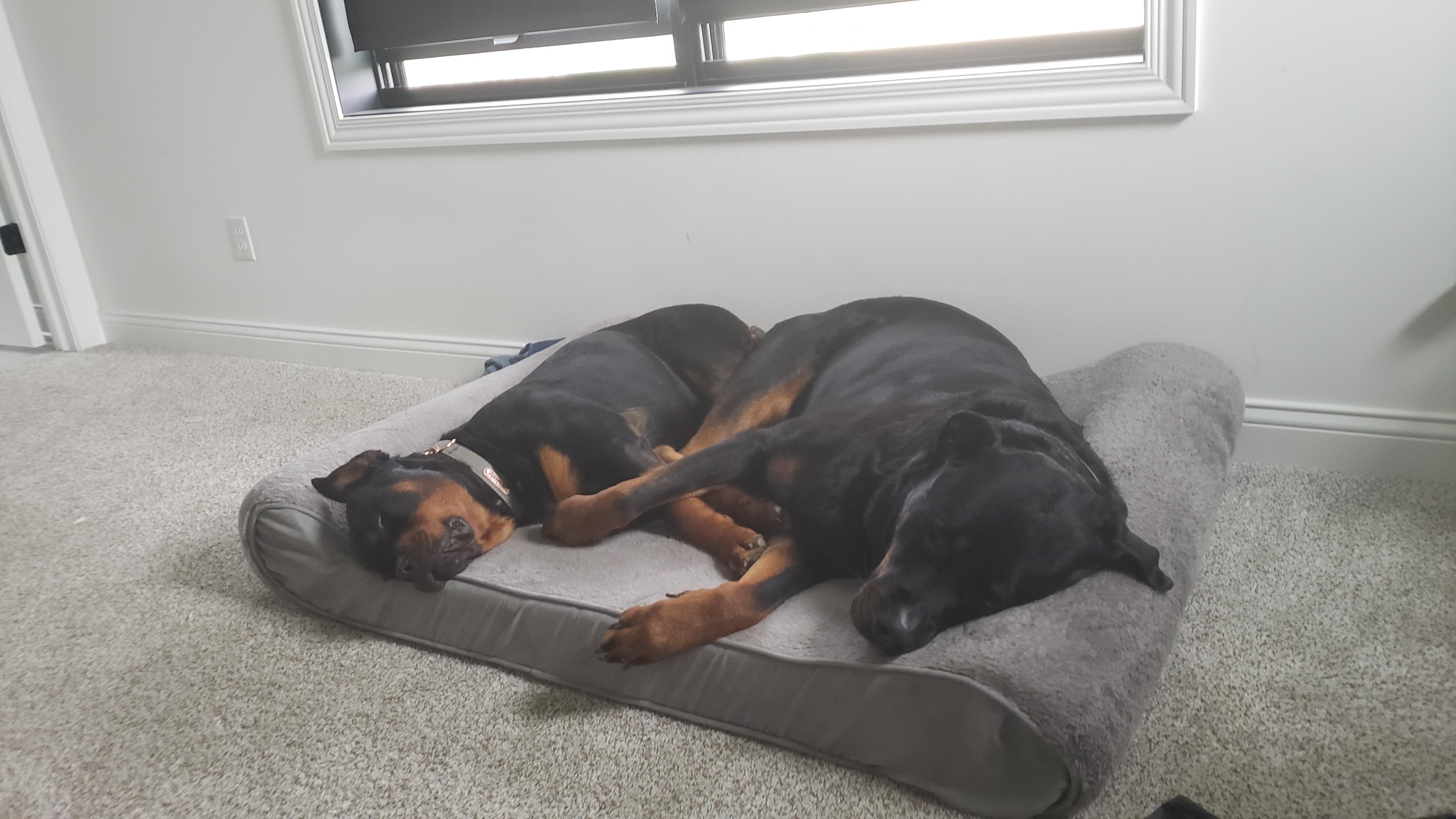 Sharing a bed. r/Rottweiler