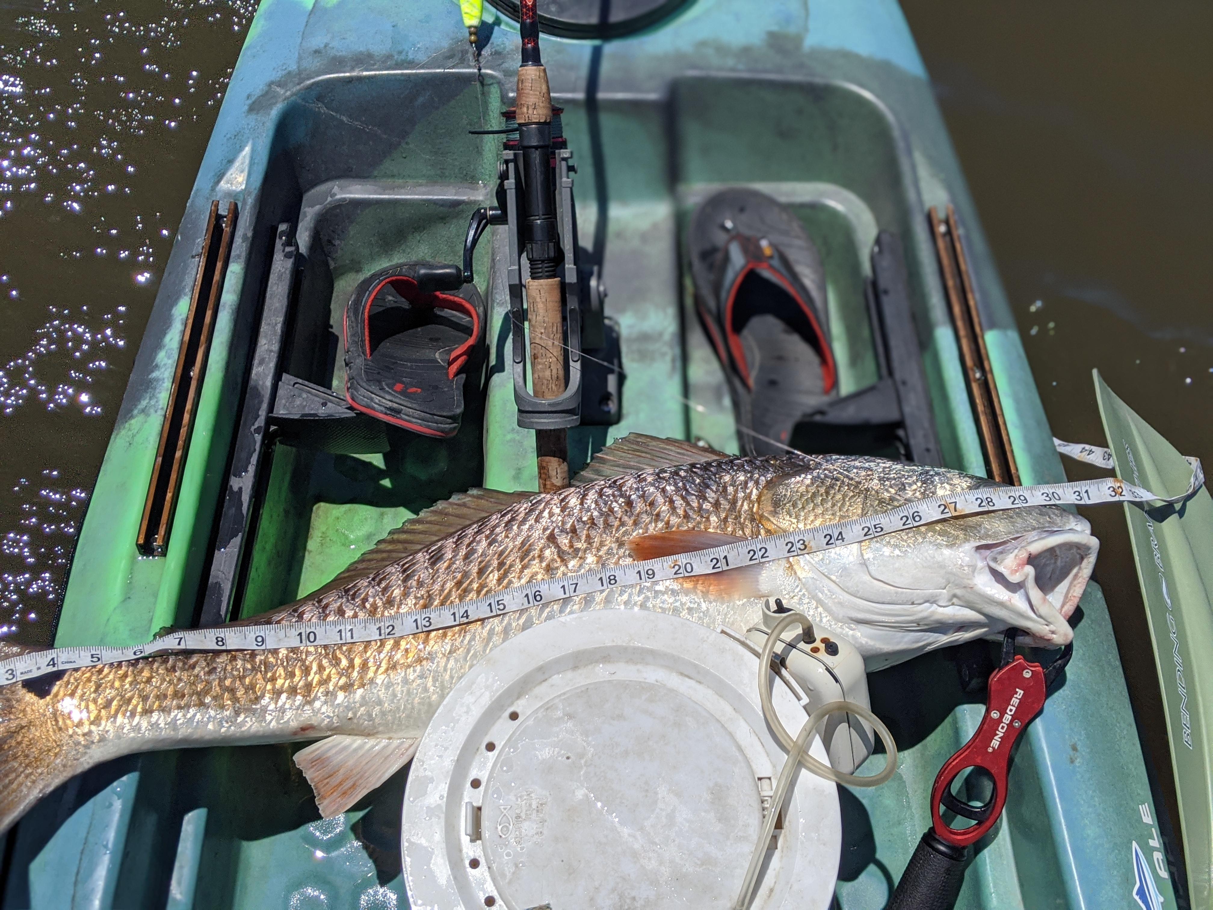 PB Redfish 32" Pointe Aux Chenes, LA r/kayakfishing