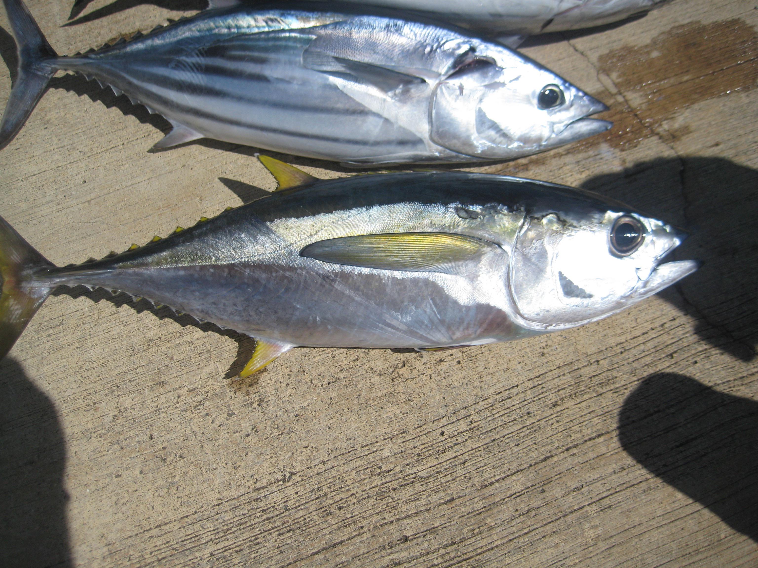 Yellowtail Vs Yellowfin