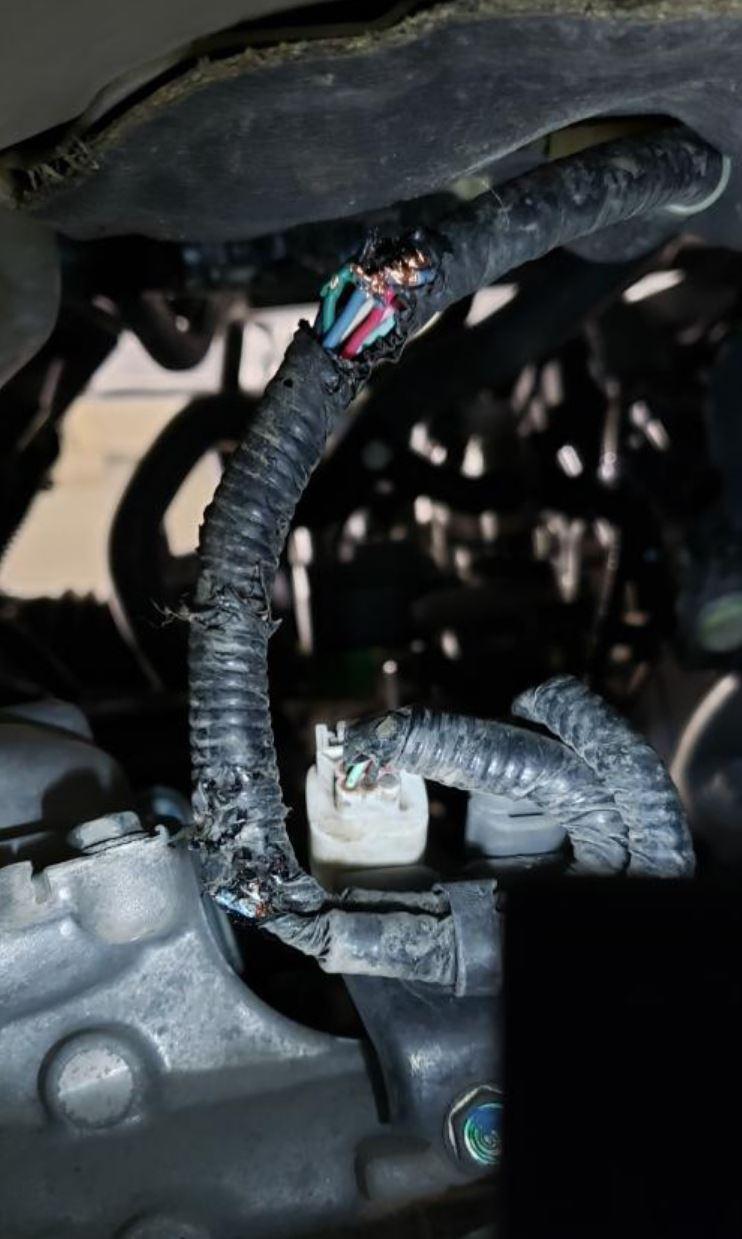 '18 Acura TLX Animal (rodent probably?) chewed through my wiring