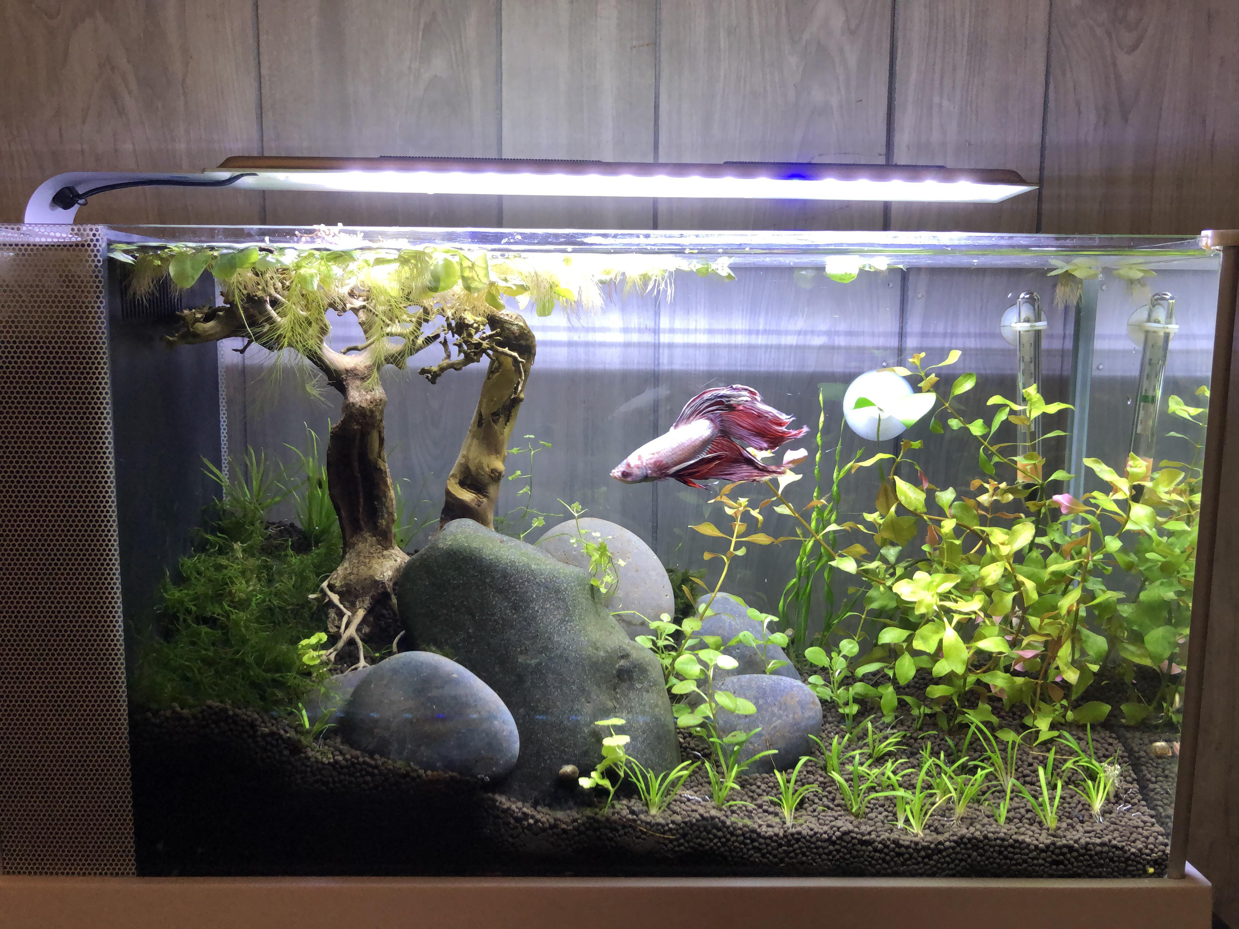 New betta tank scape with UNS controsoil. Had good growth last year