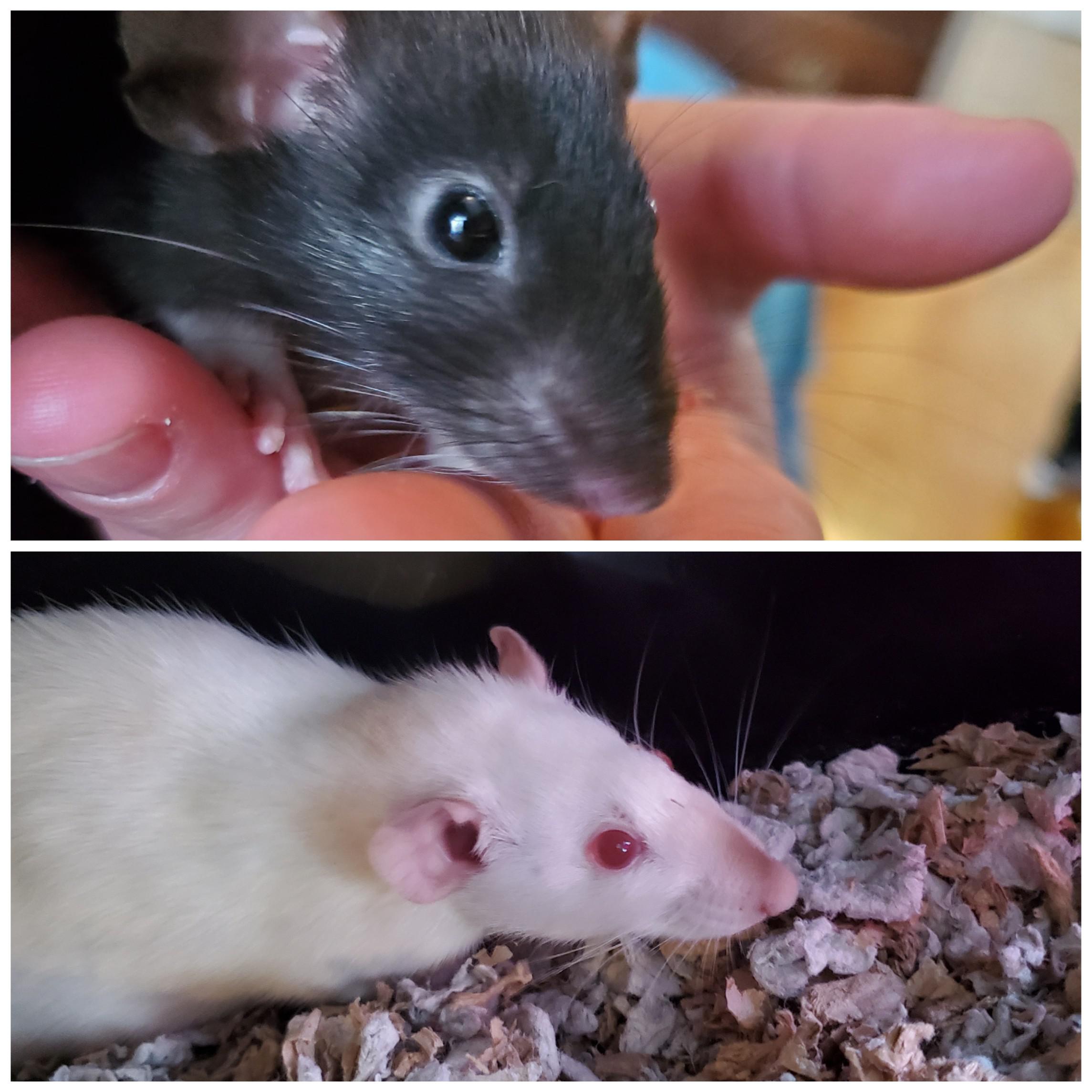 It's been a while since I've been able to enjoy the companionship of