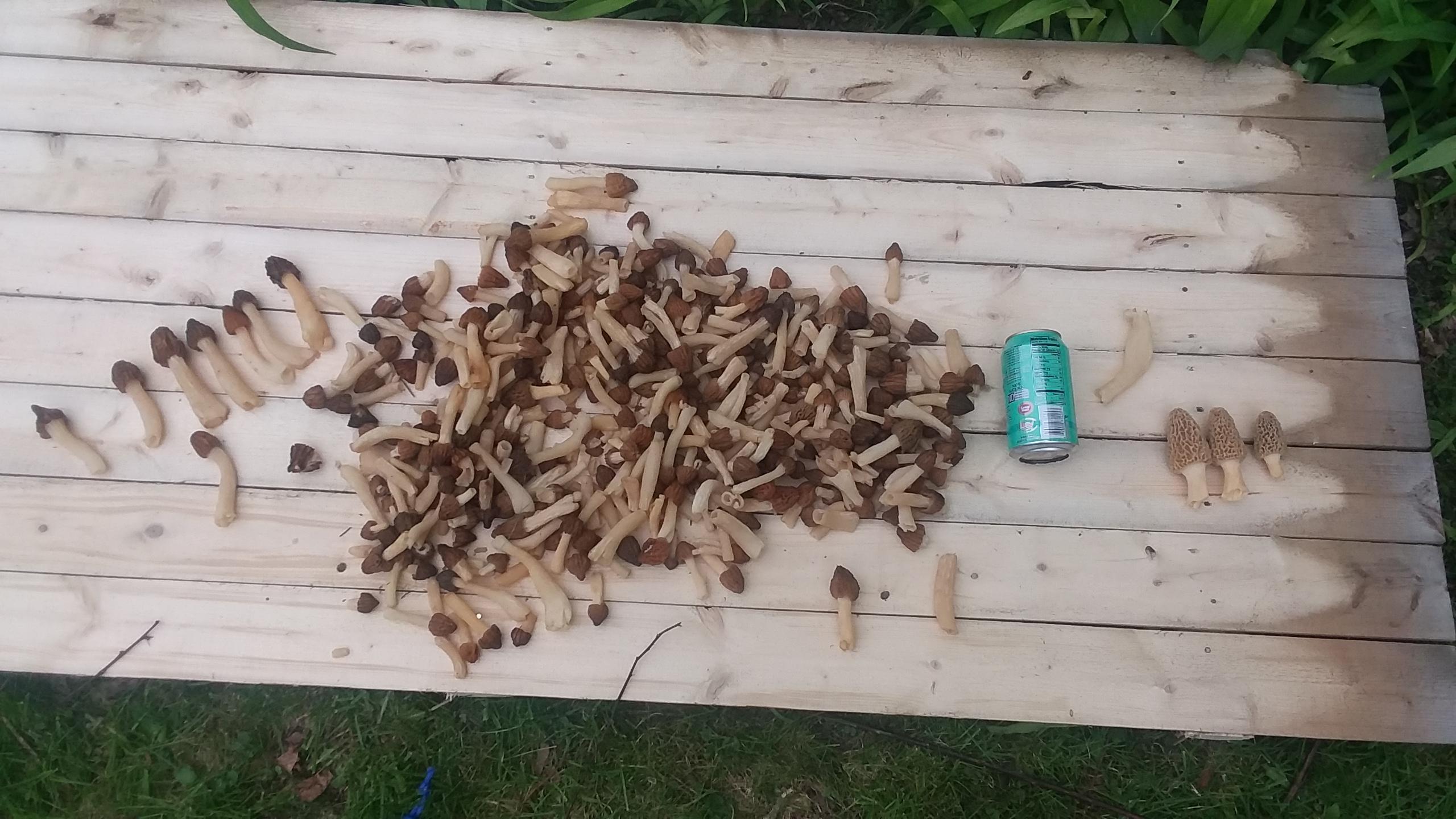 Se wisconsin r/Morel_Hunting