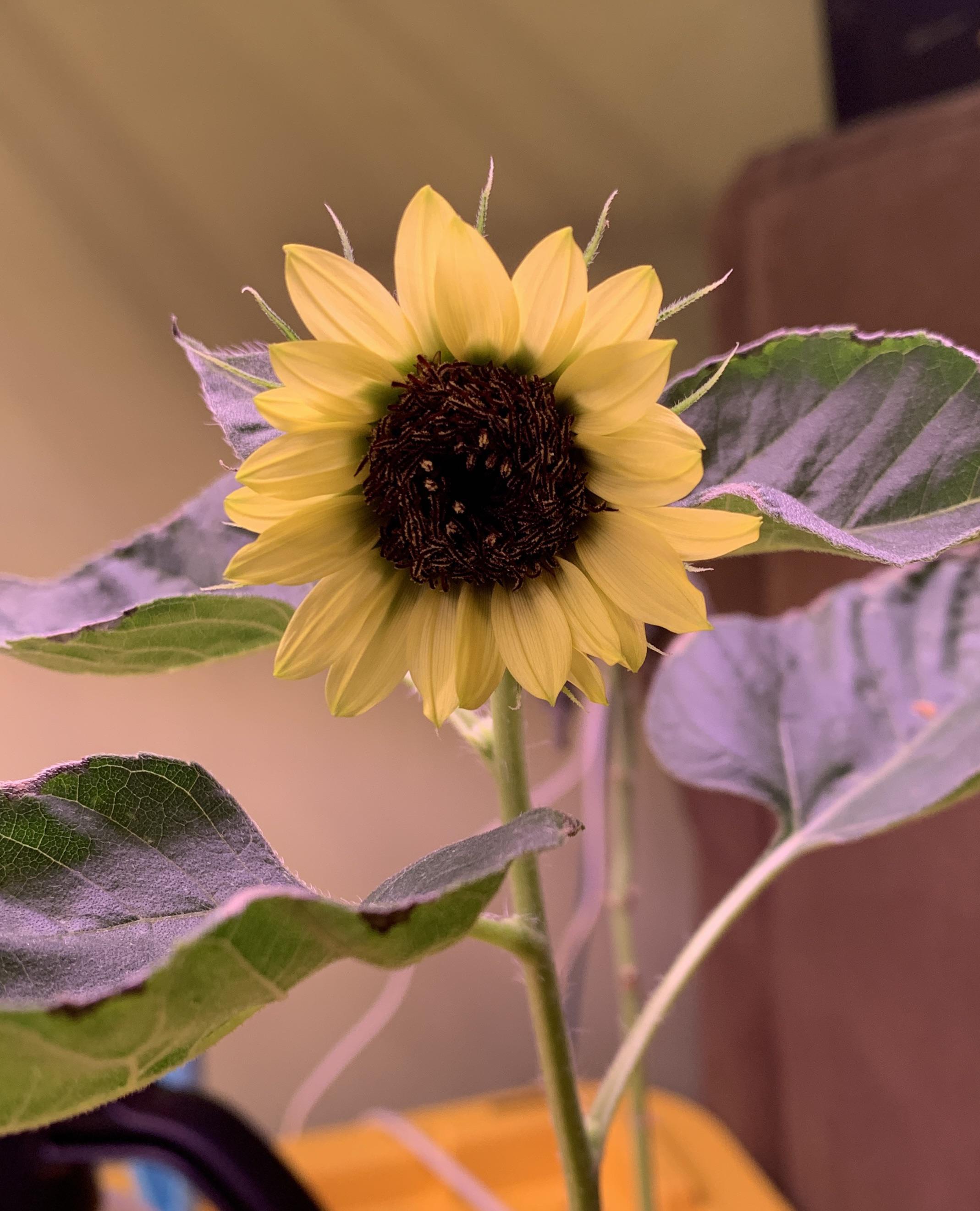 My first indoor hydroponics sunflower bloom! r/sunflowers
