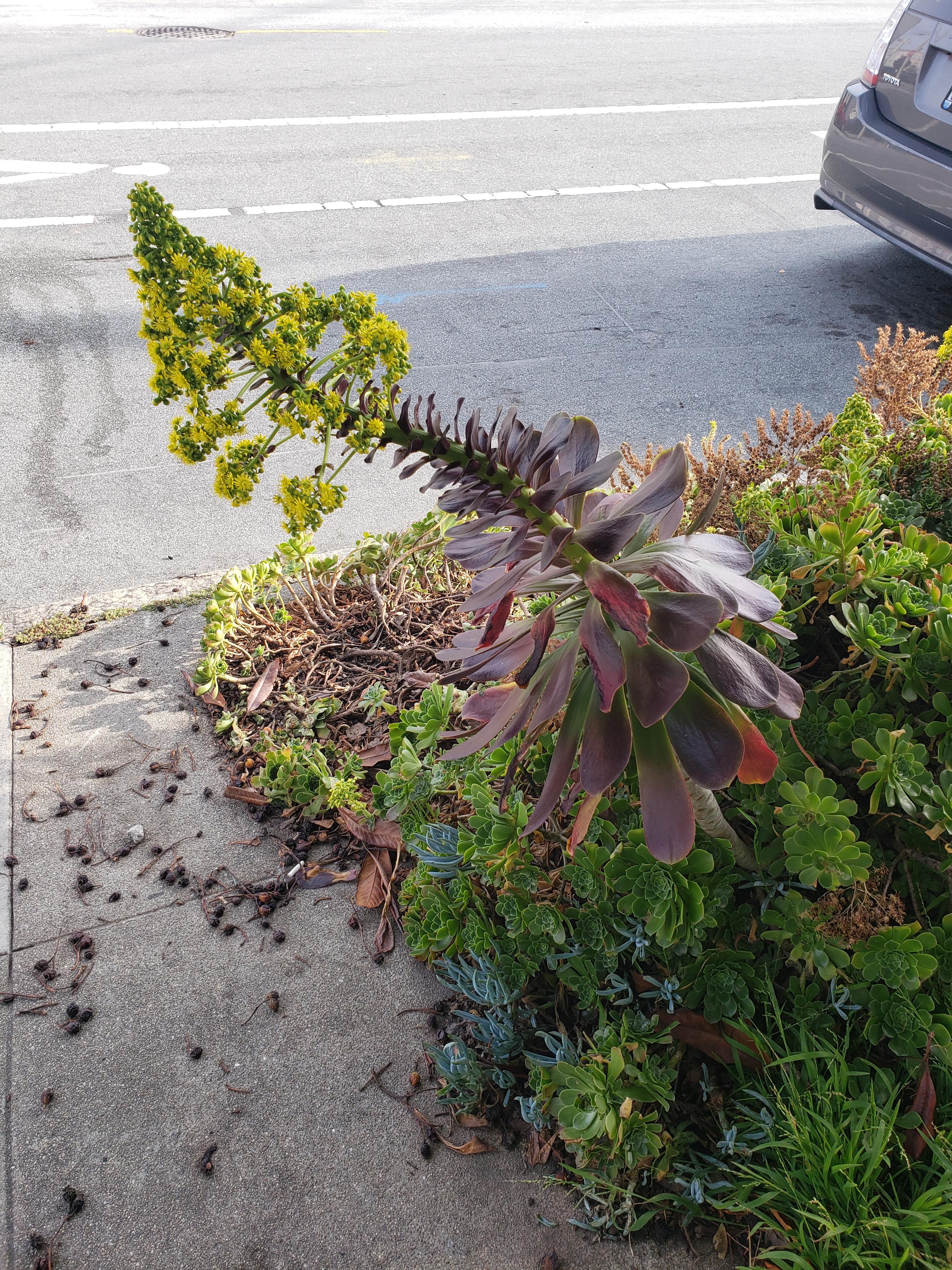 Can someone help identify this plant? Found in San Francisco, CA r