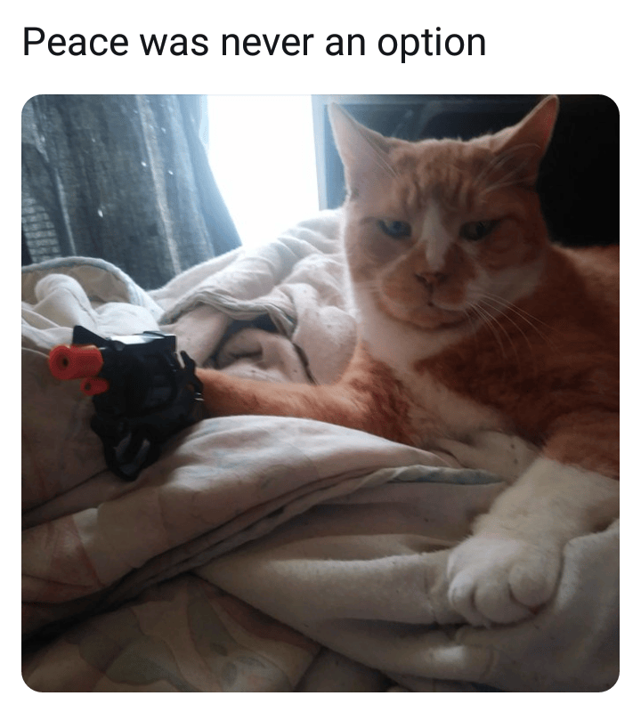 How To Tell If Your Cat Is Plotting To Kill You Meme