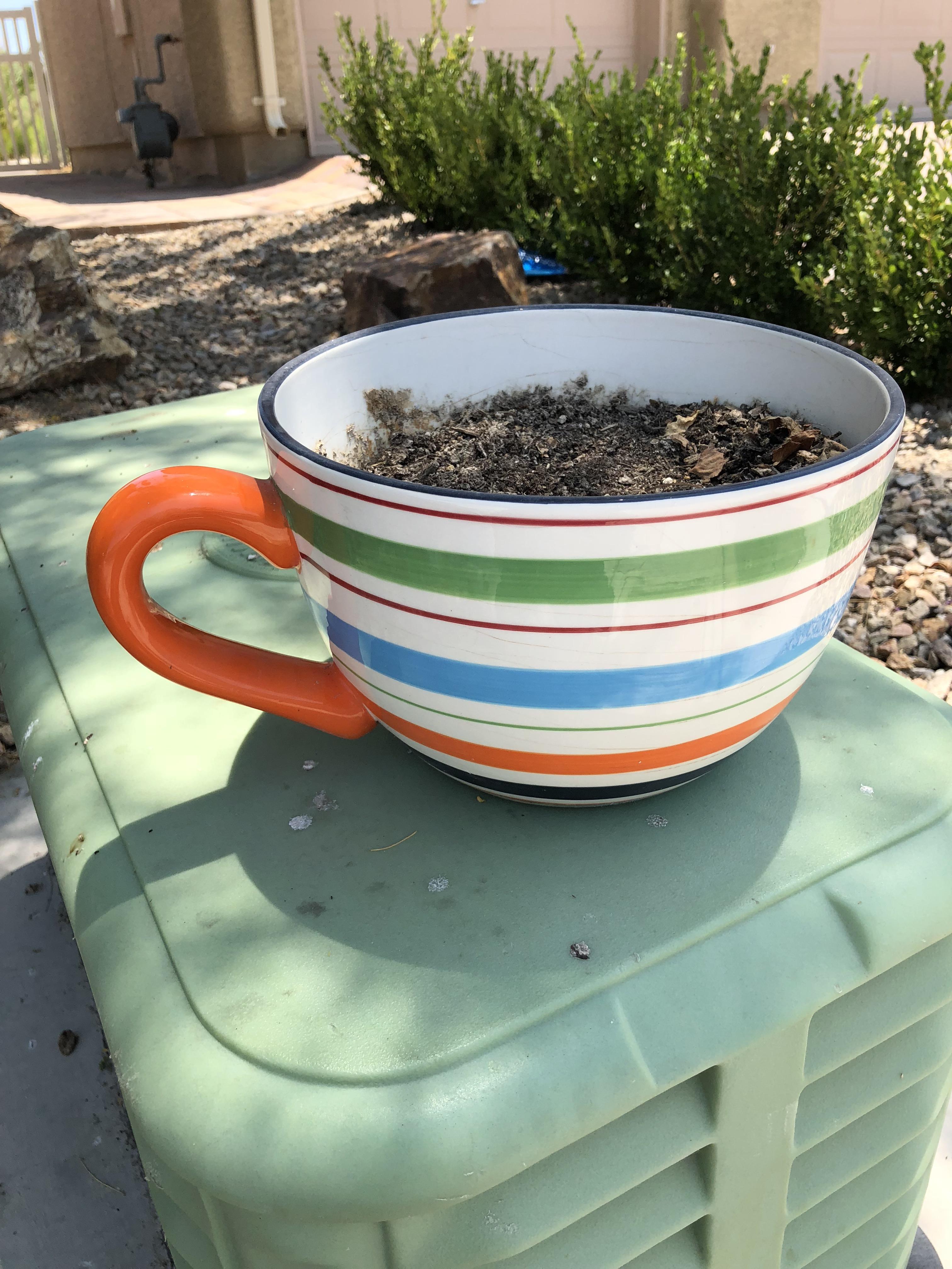 this plant pot that looks like a huge tea cup r/mildlyinteresting