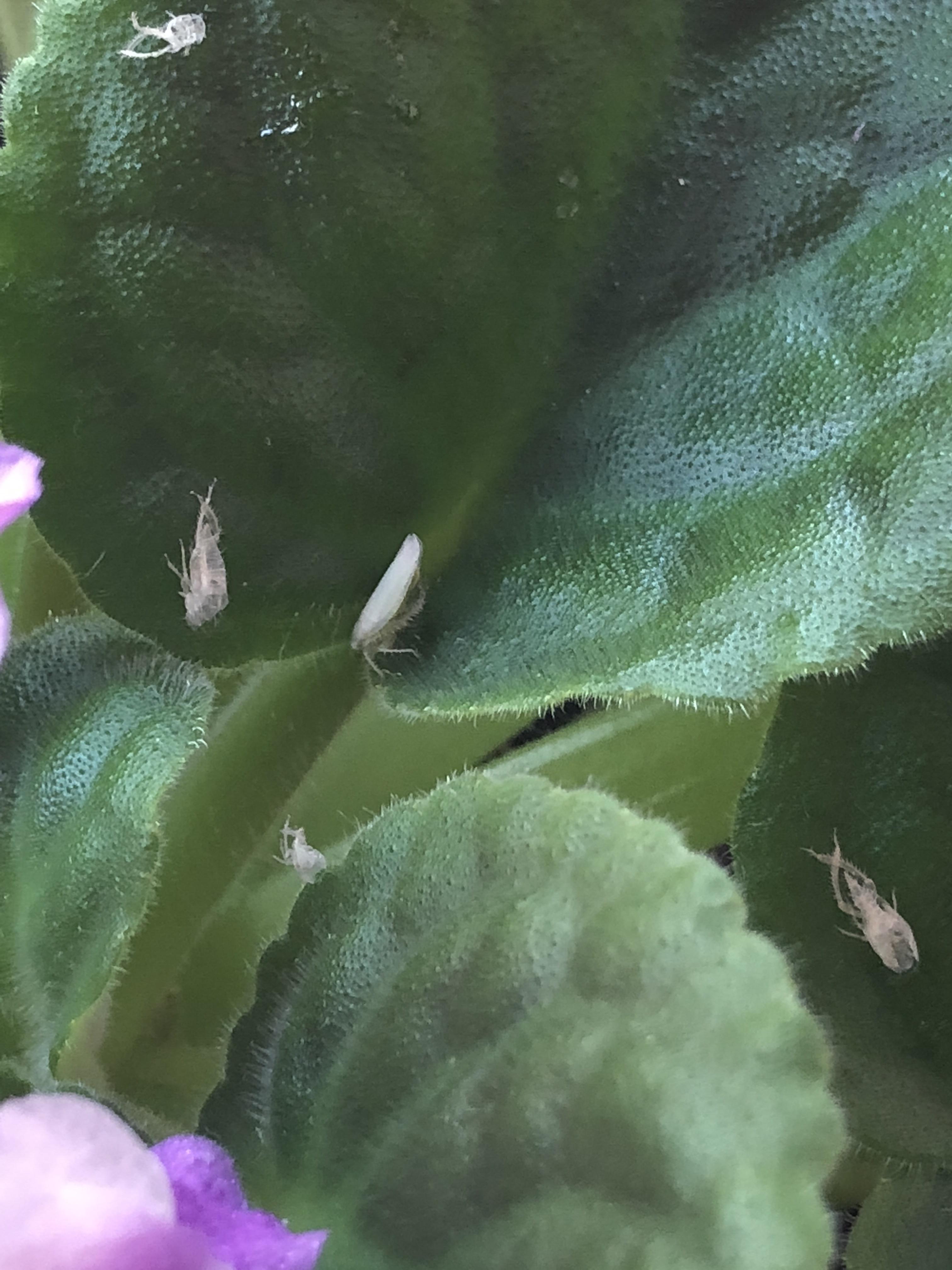 Found these on my African Violet. They seemed to have appeared along