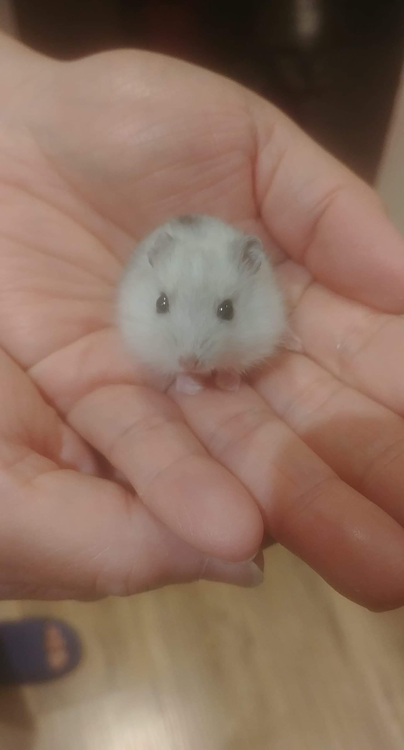 My Friend's New Hamster r/TinyUnits