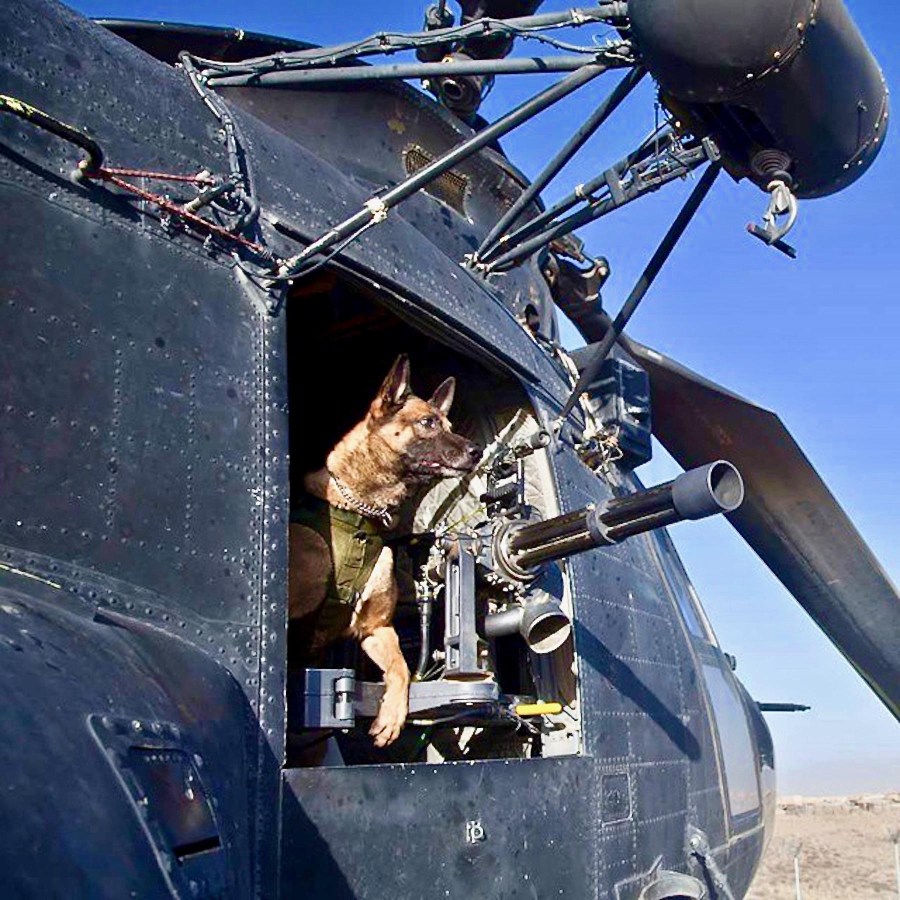 75th Ranger Regiment MWD (Military Working Dog) BENNO (KIA 2012). [1800