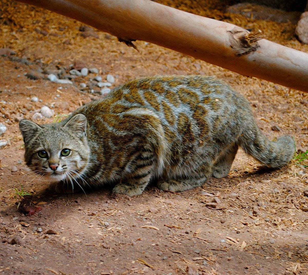 The very rare Andean mountain cat.. r/cats