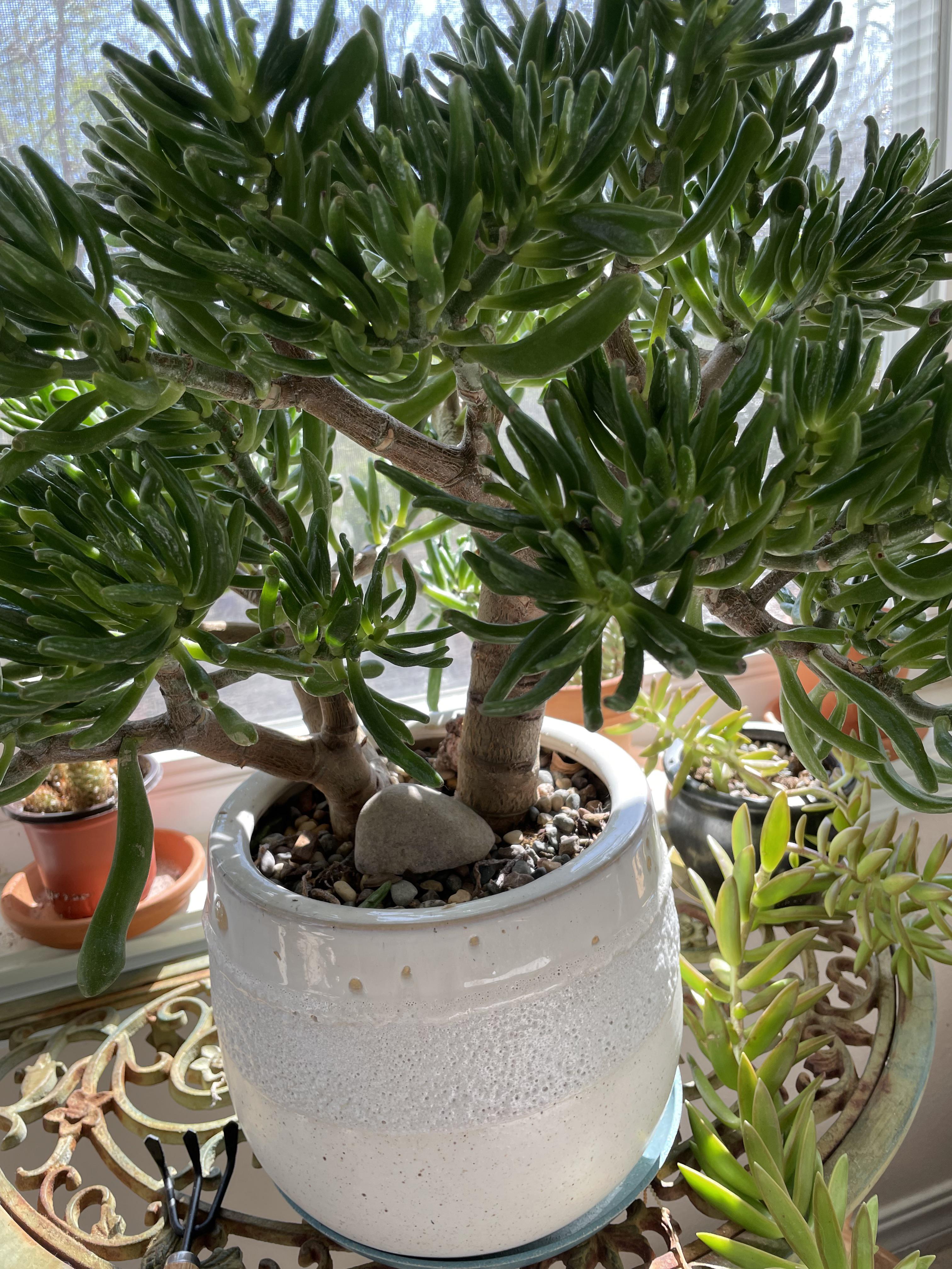 Gollum jade needs repotting. Can I get it out without breaking the pot