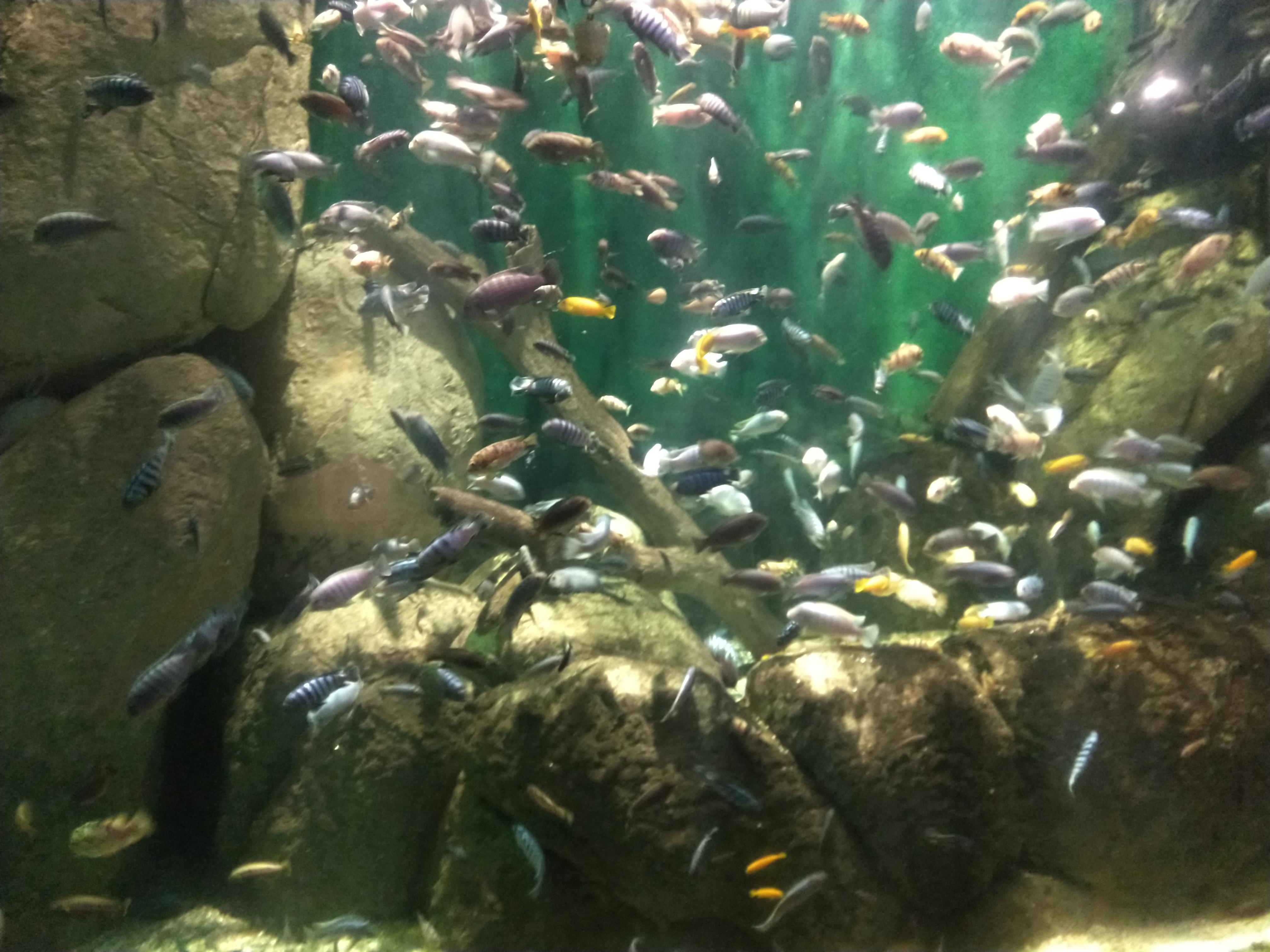 A part of the aquarium in Lincoln zoo, Chicago Aquariums