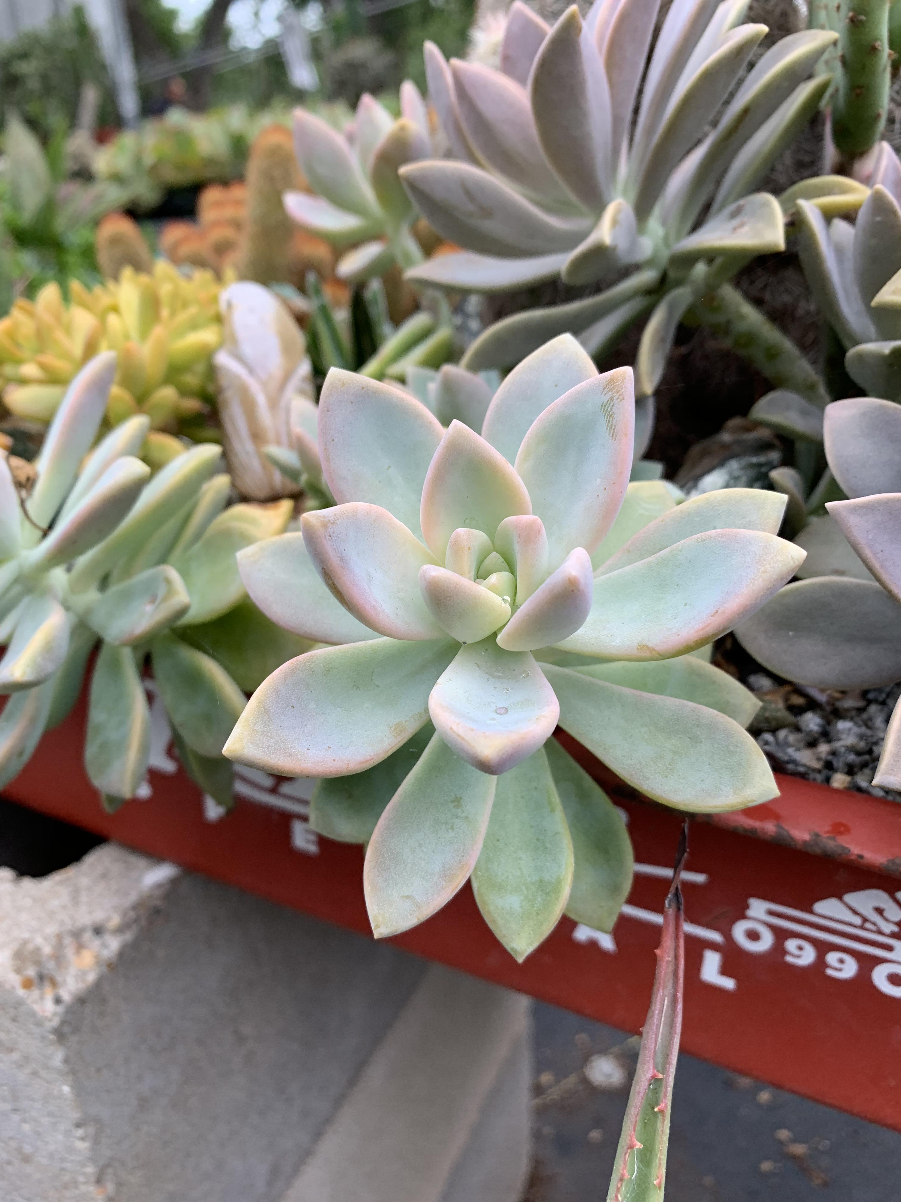 Went to East Austin Succulents in Texas and I was in awe the whole time!😍 r/succulents