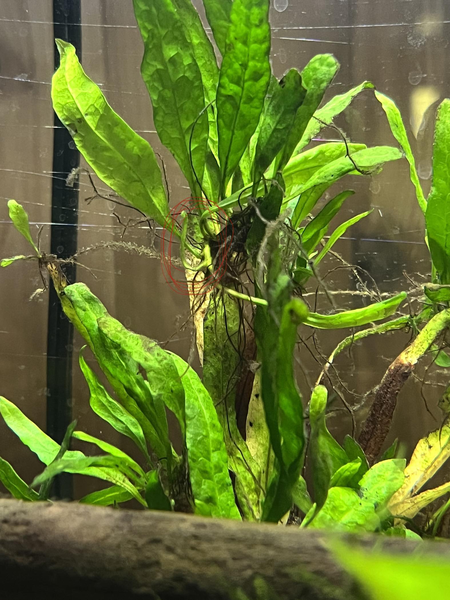 What is this on my Java Fern? I thought they grew new plants from the