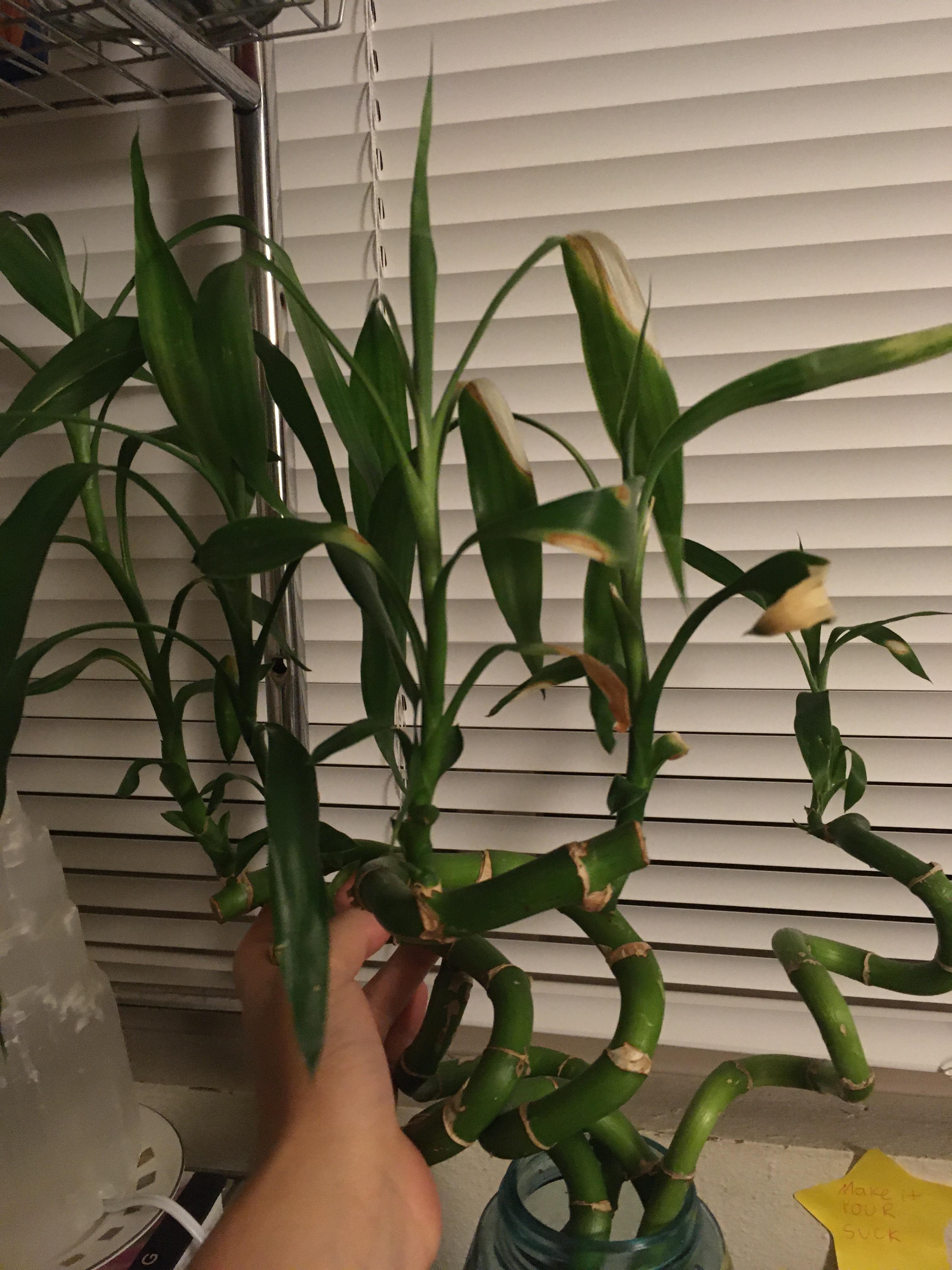 Lucky bamboo has some yellowing and browning on the leaves and stems