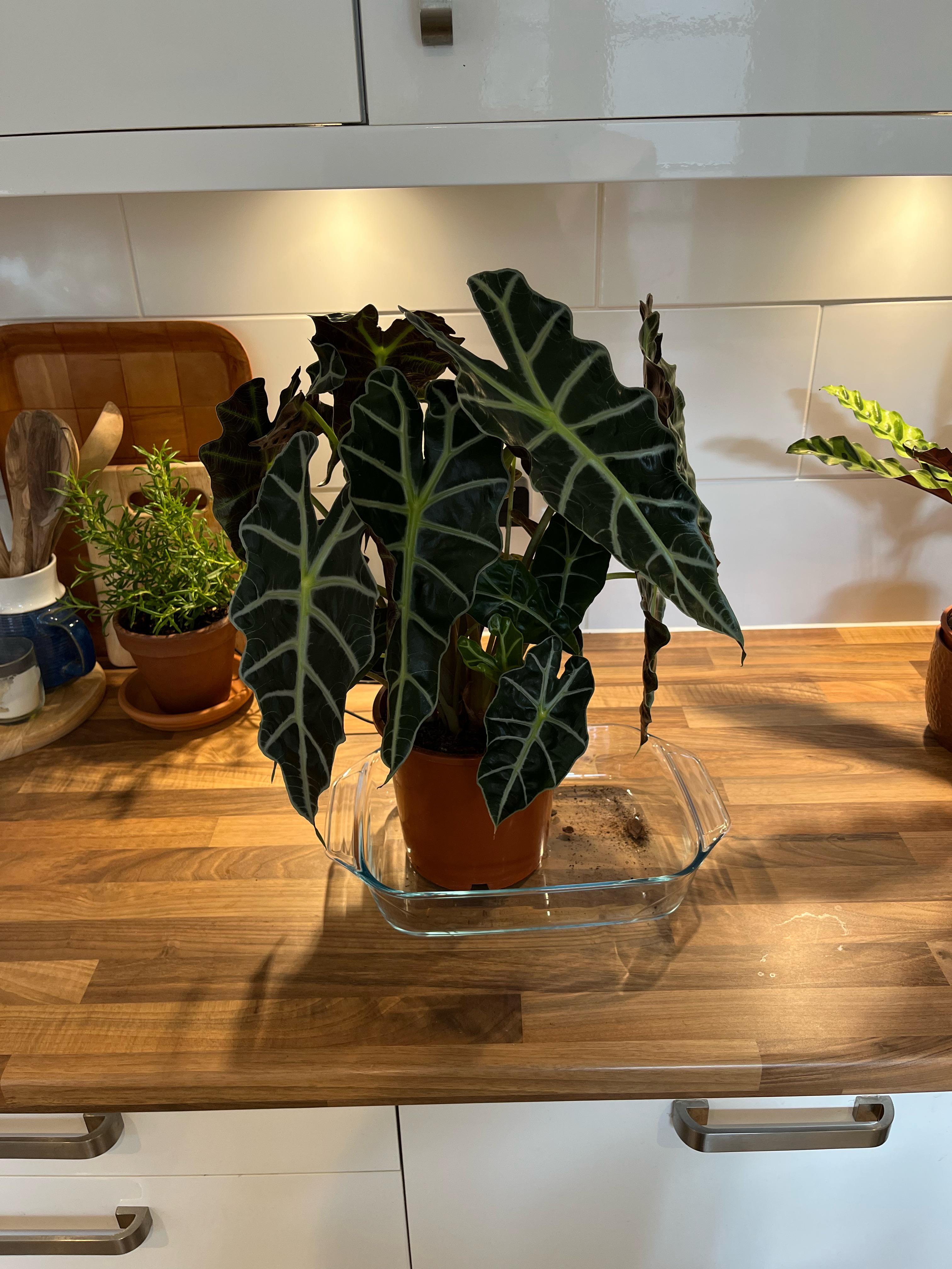 Advice on Alocasia Amazonica I got this plant from IKEA a couple months ago. Seems to