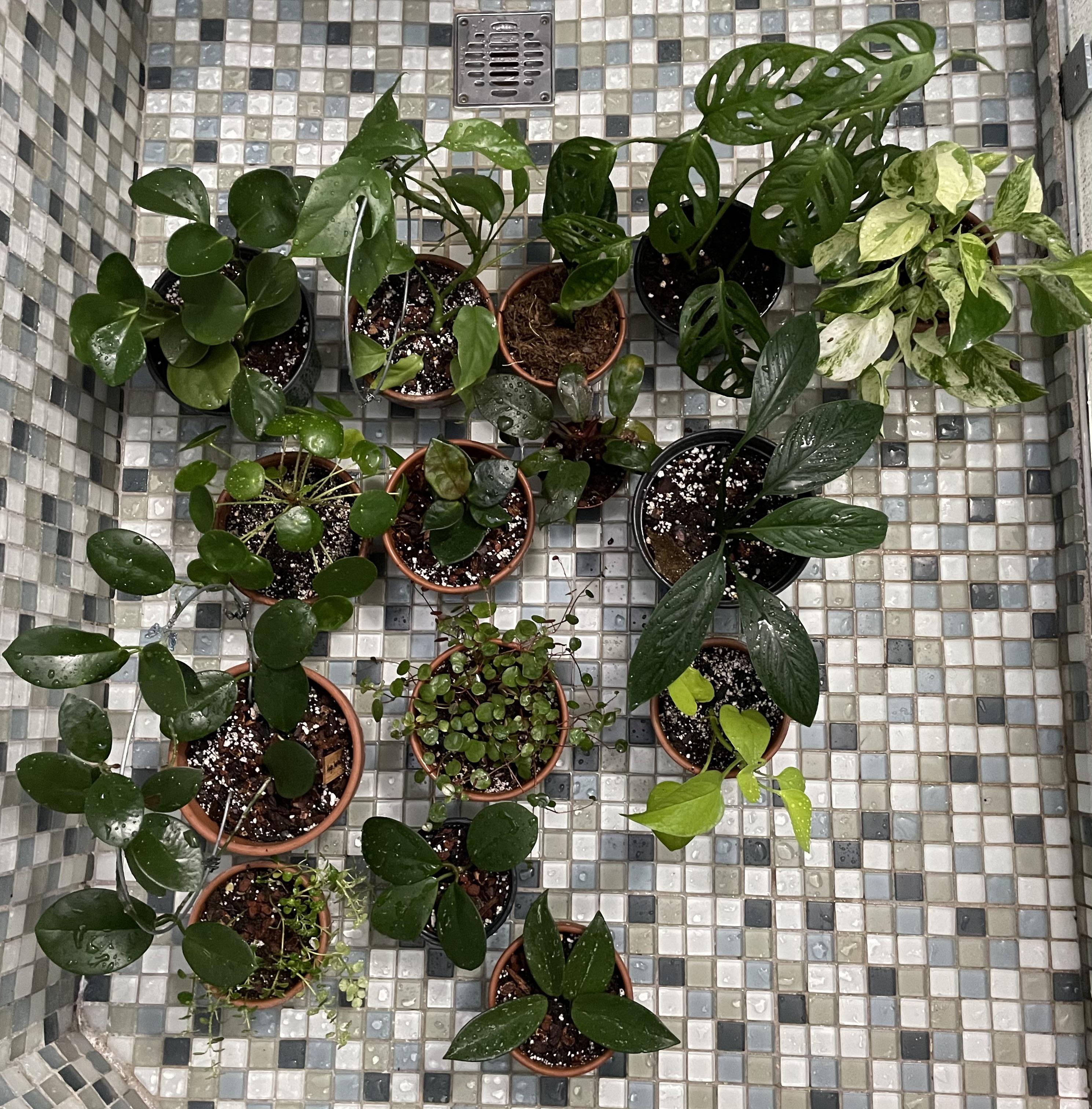 Shower day 🍃 r/plants